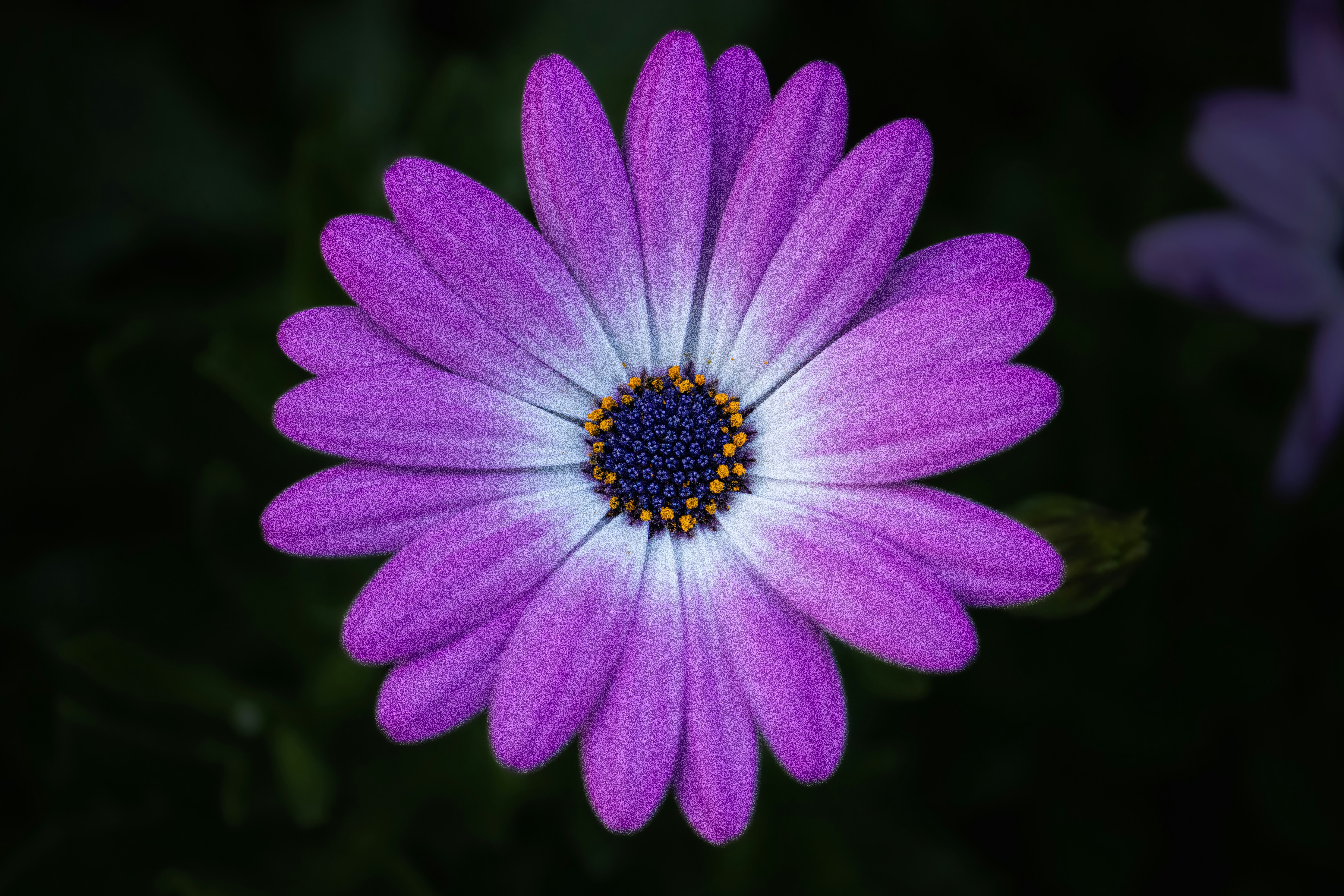 Photo by pedroj_conesa