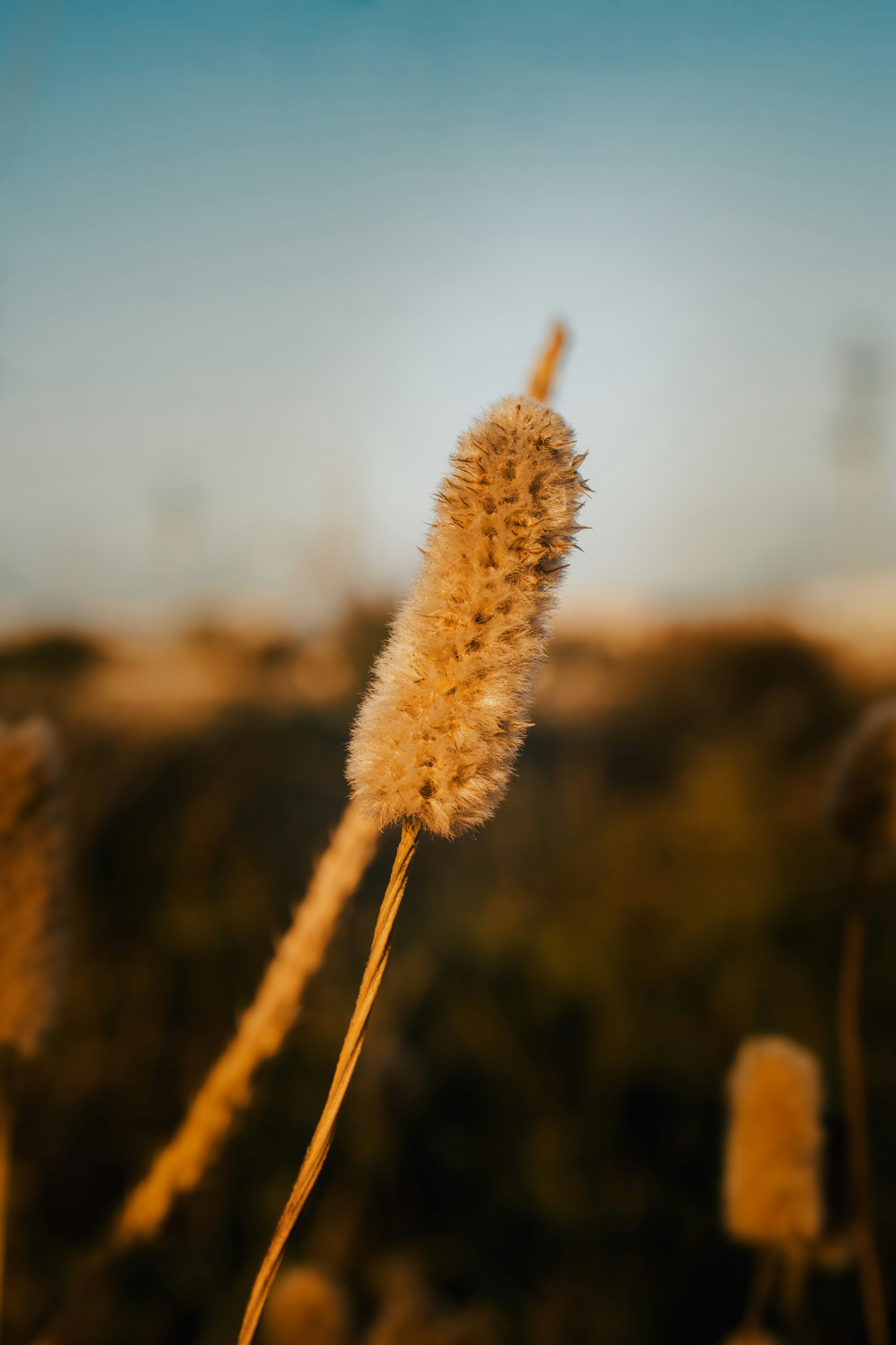 A close up of a plant with a sky in the background