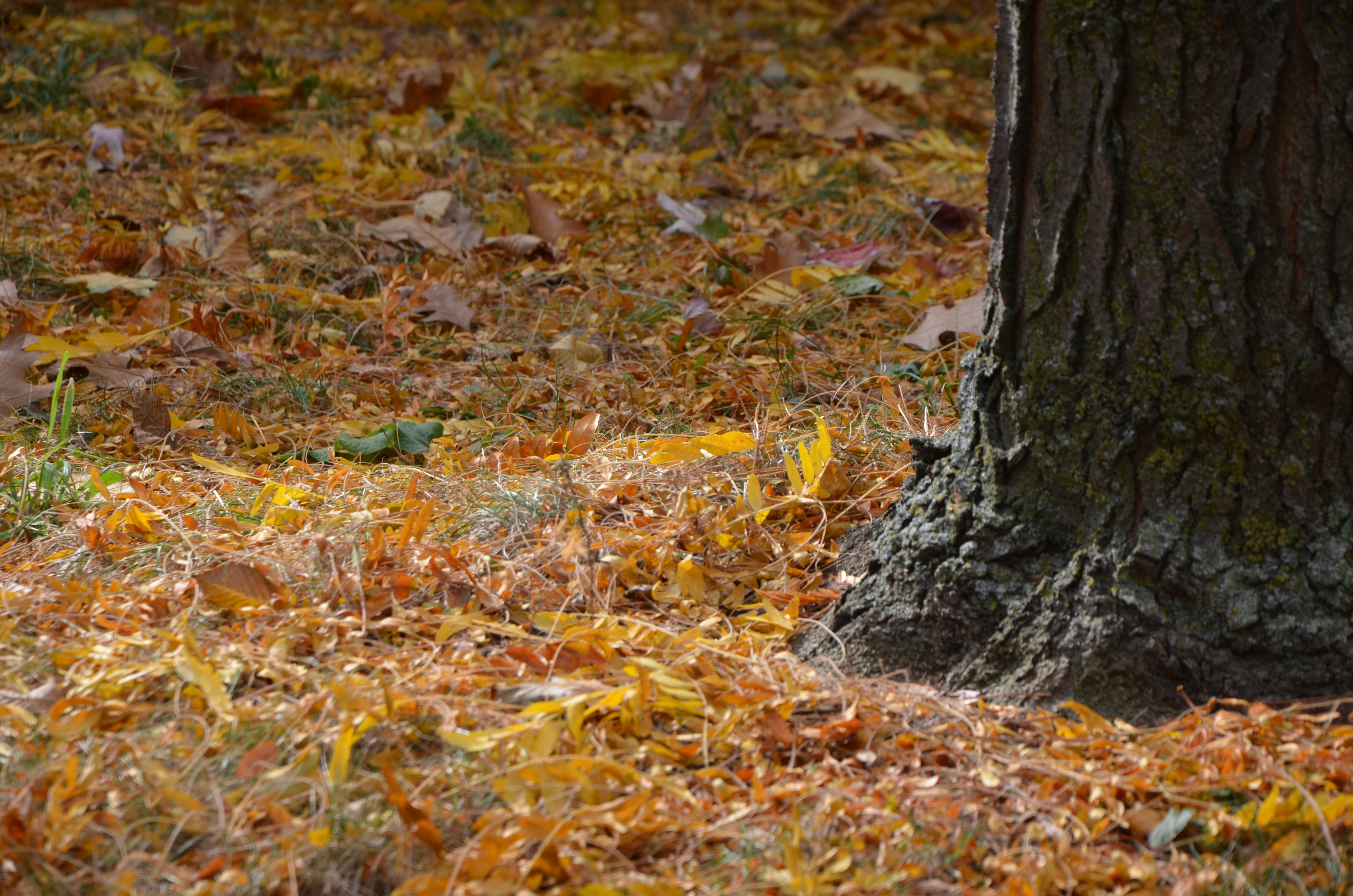 Photo by patroltheark