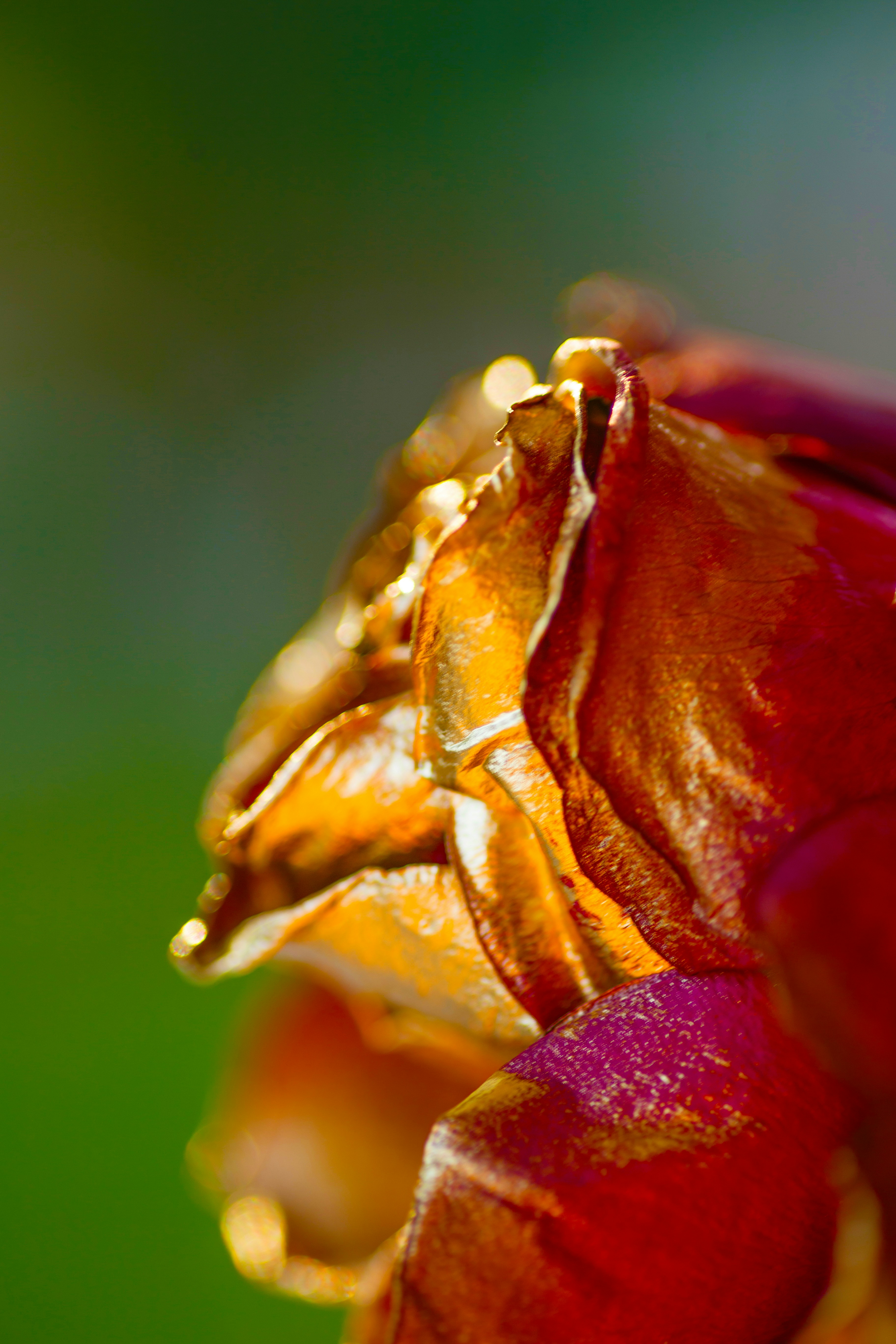 A close up of a flower with a blurry background