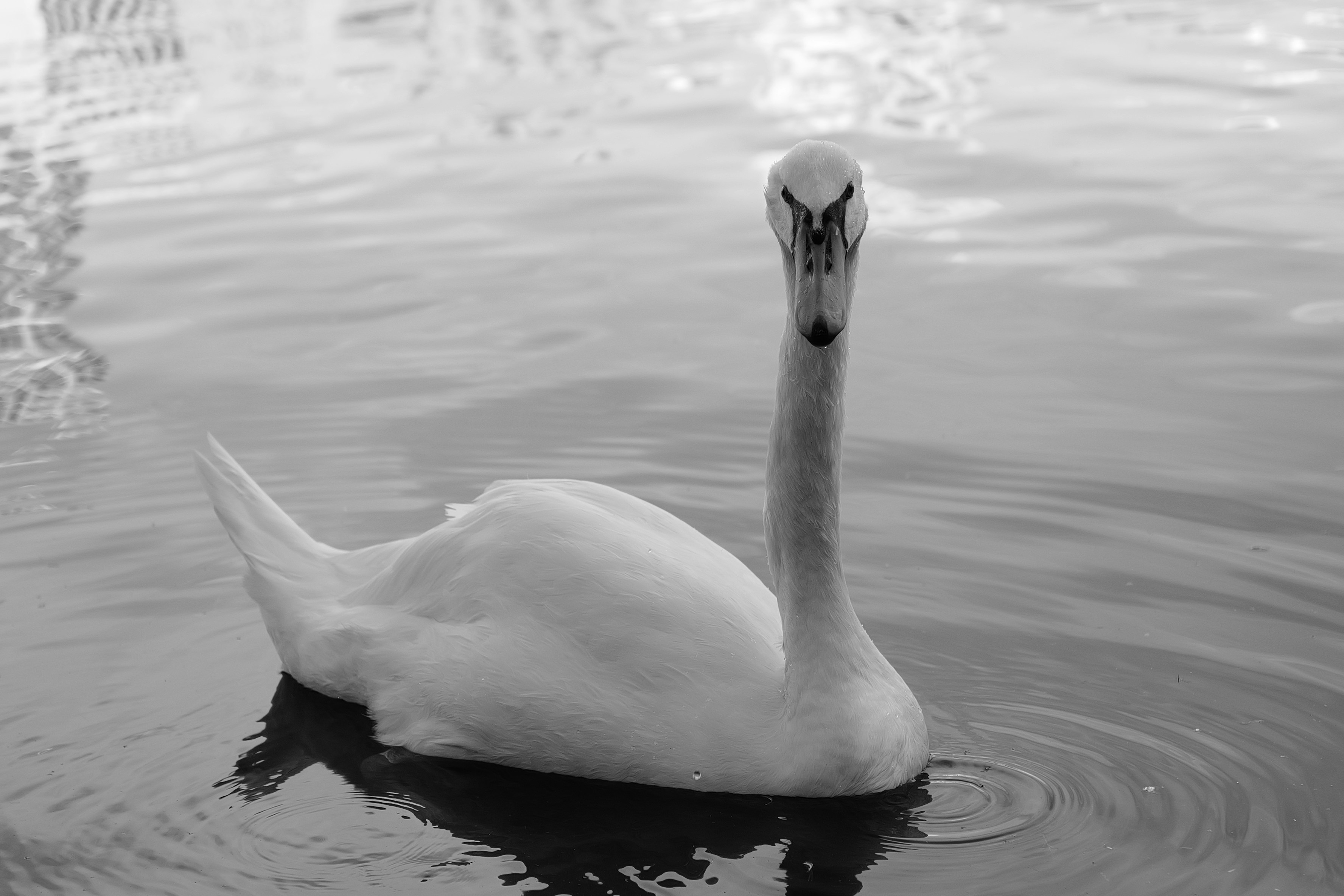 Photo by thephotochad