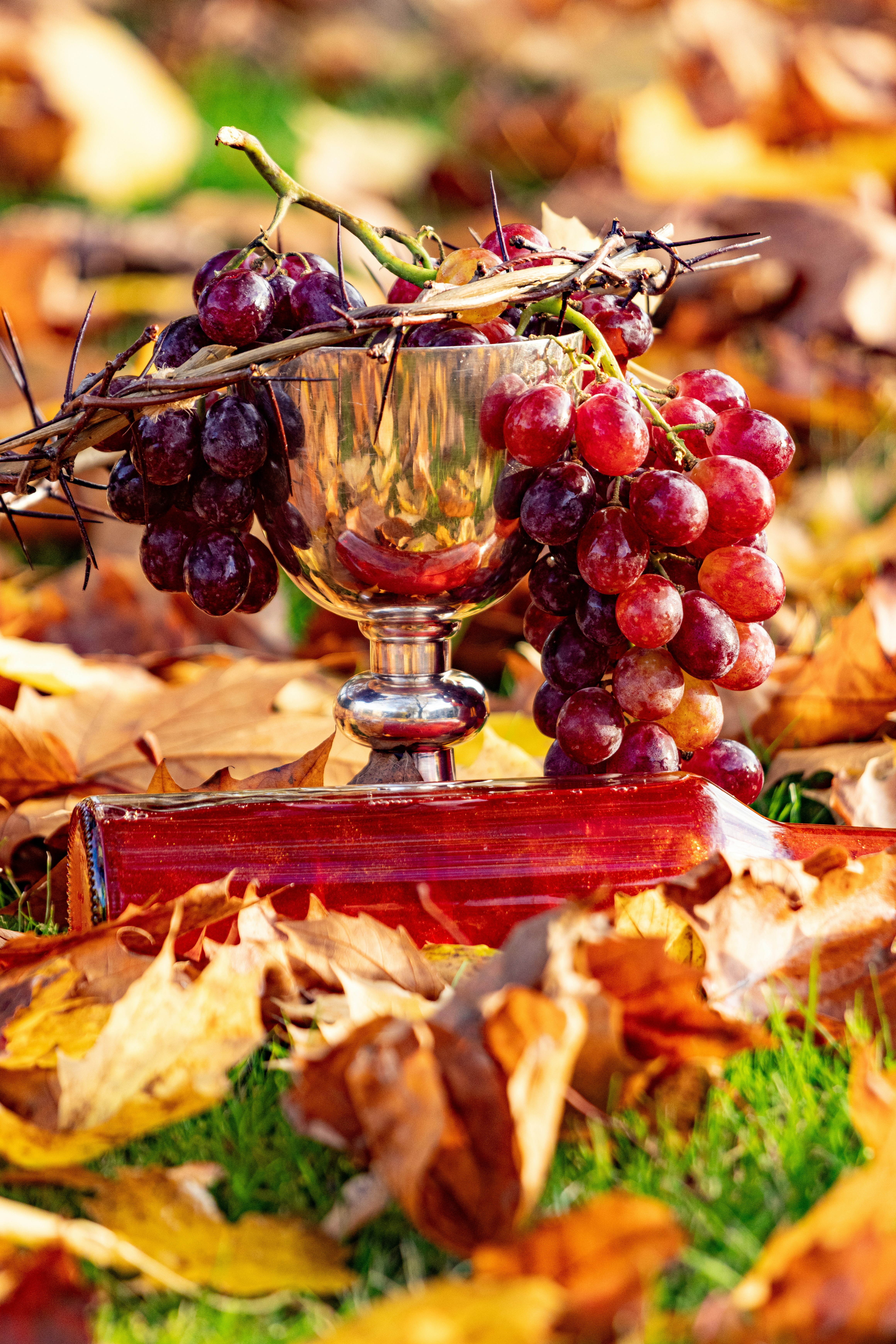Calici di vino rosso rubino su tavola con grappoli d'uva nera, sfondo di vigneto autunnale con foglie dorate