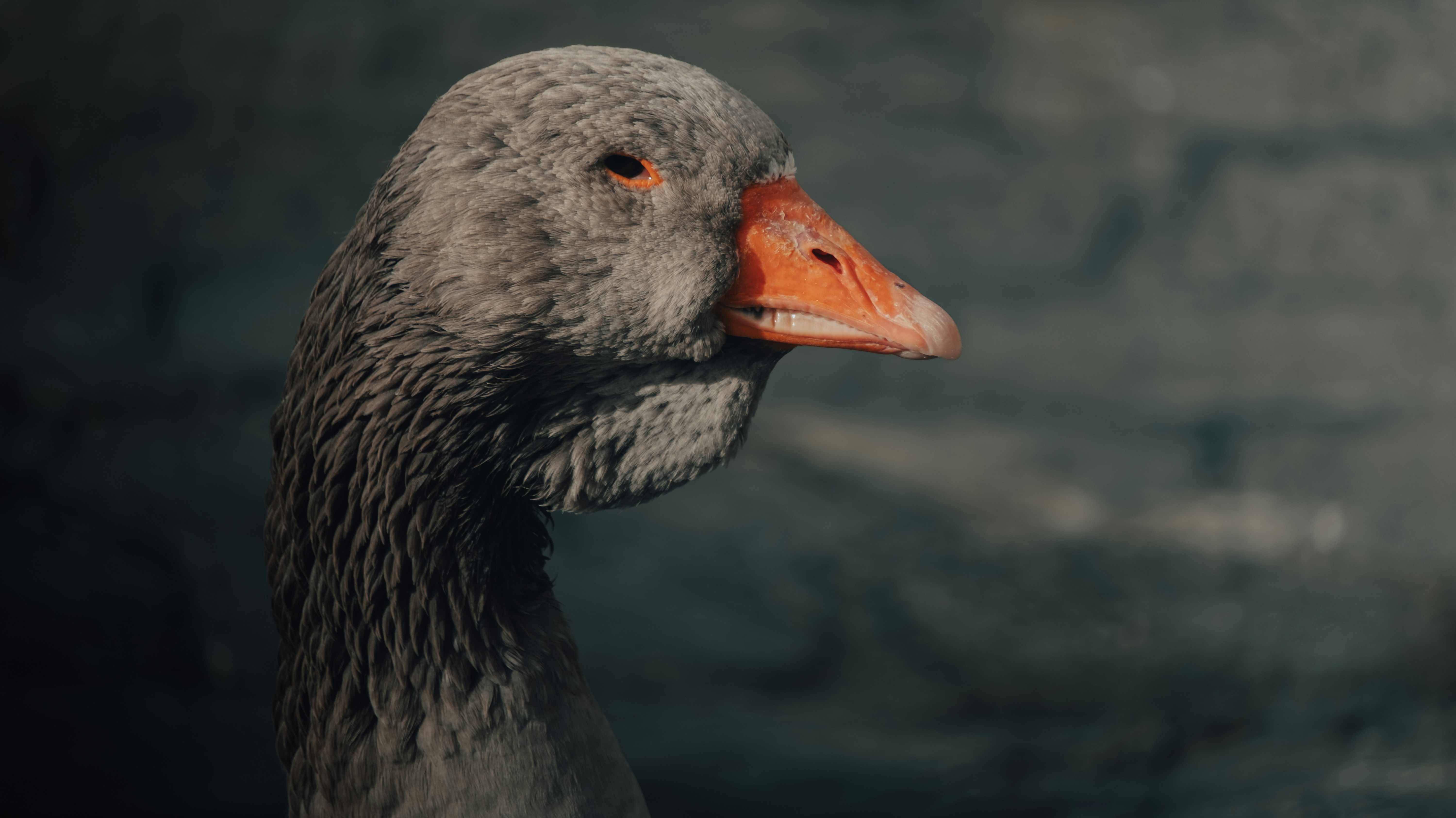 Photo by dominicforstenhauser