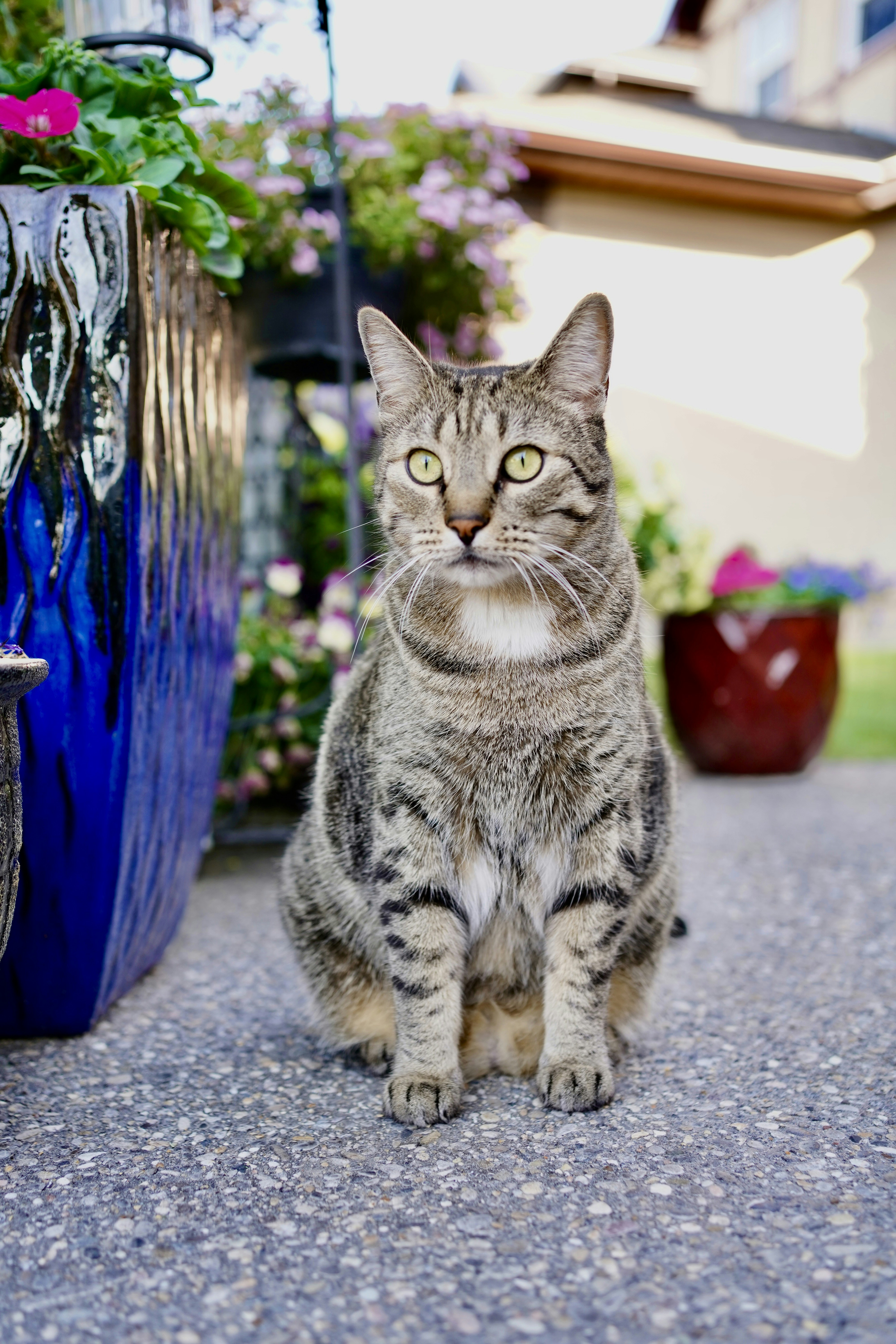 Un gatto seduto a terra accanto a una pianta in vaso