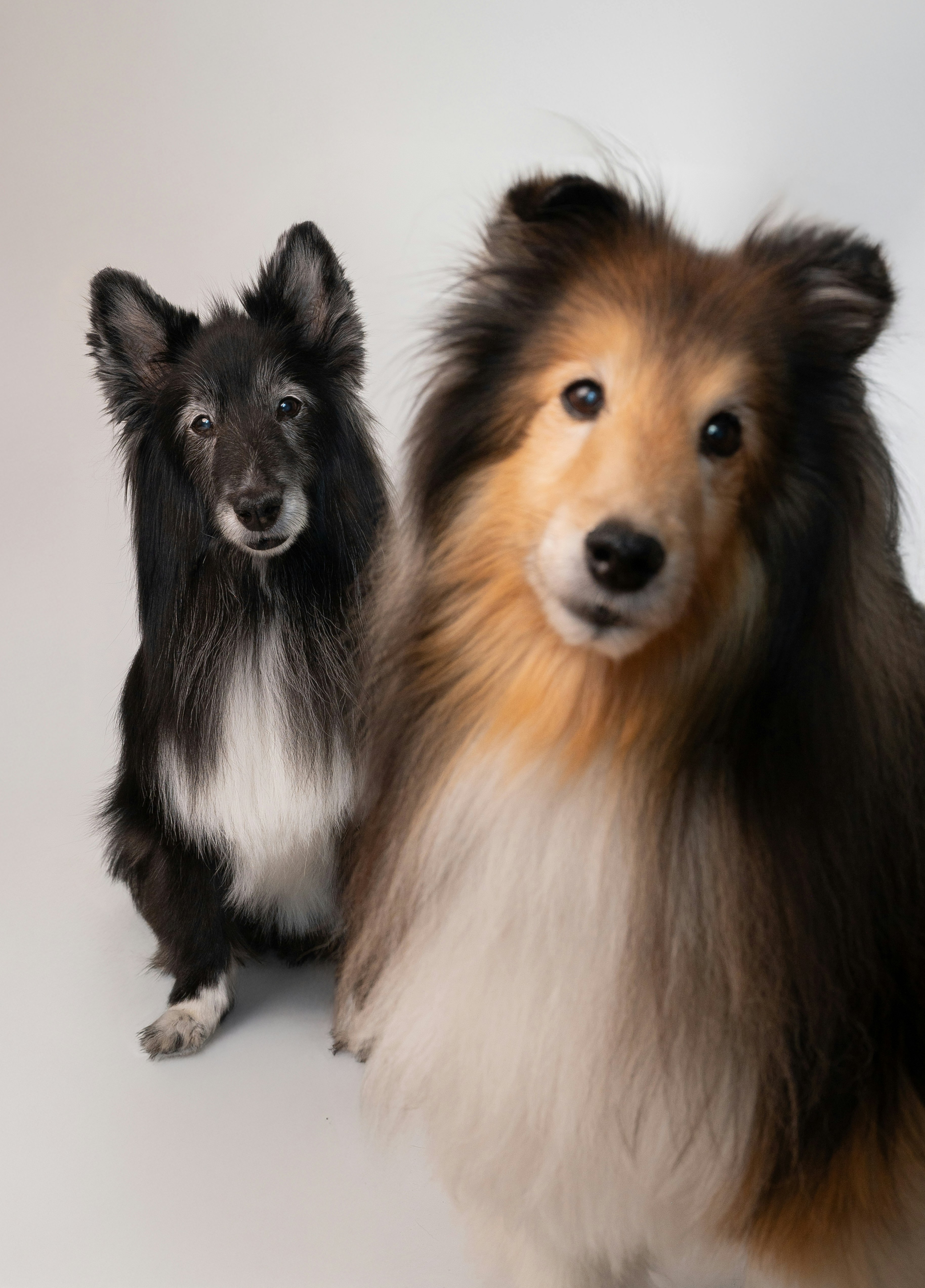 A couple of dogs standing next to each other photo – Free Black dog ...