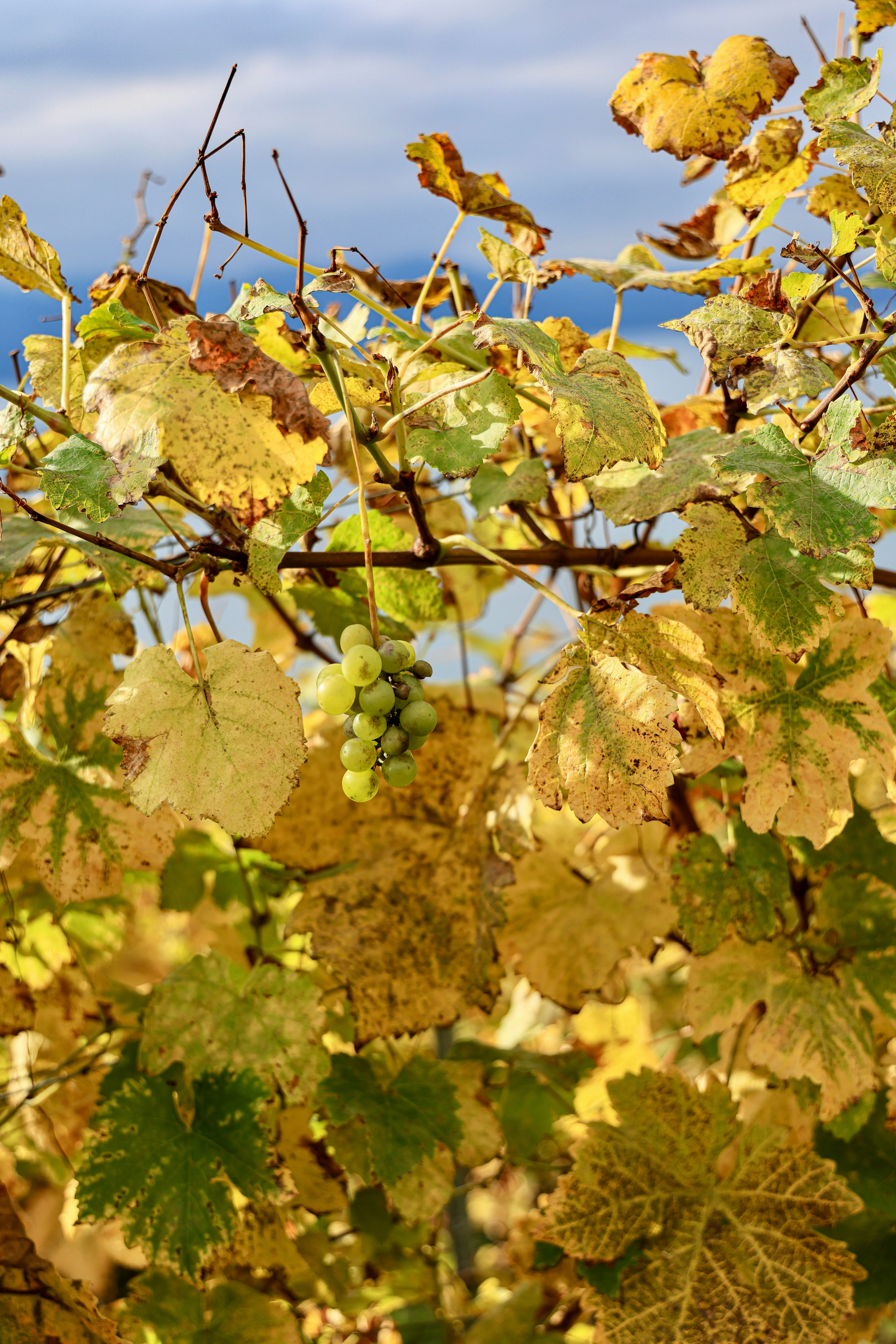 Photo by maximilian_brand