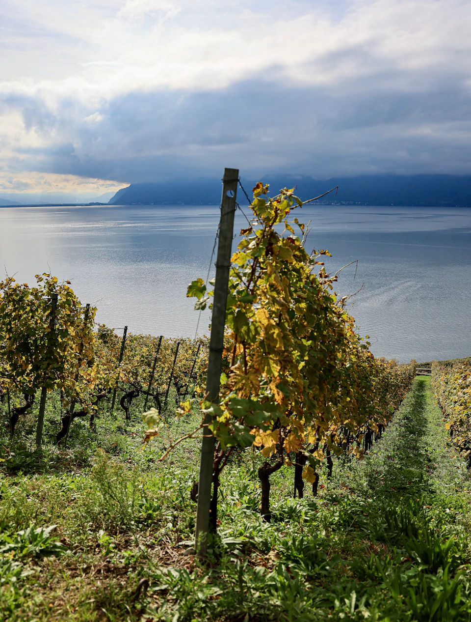 Wine-country vineyard in warm seasonal light