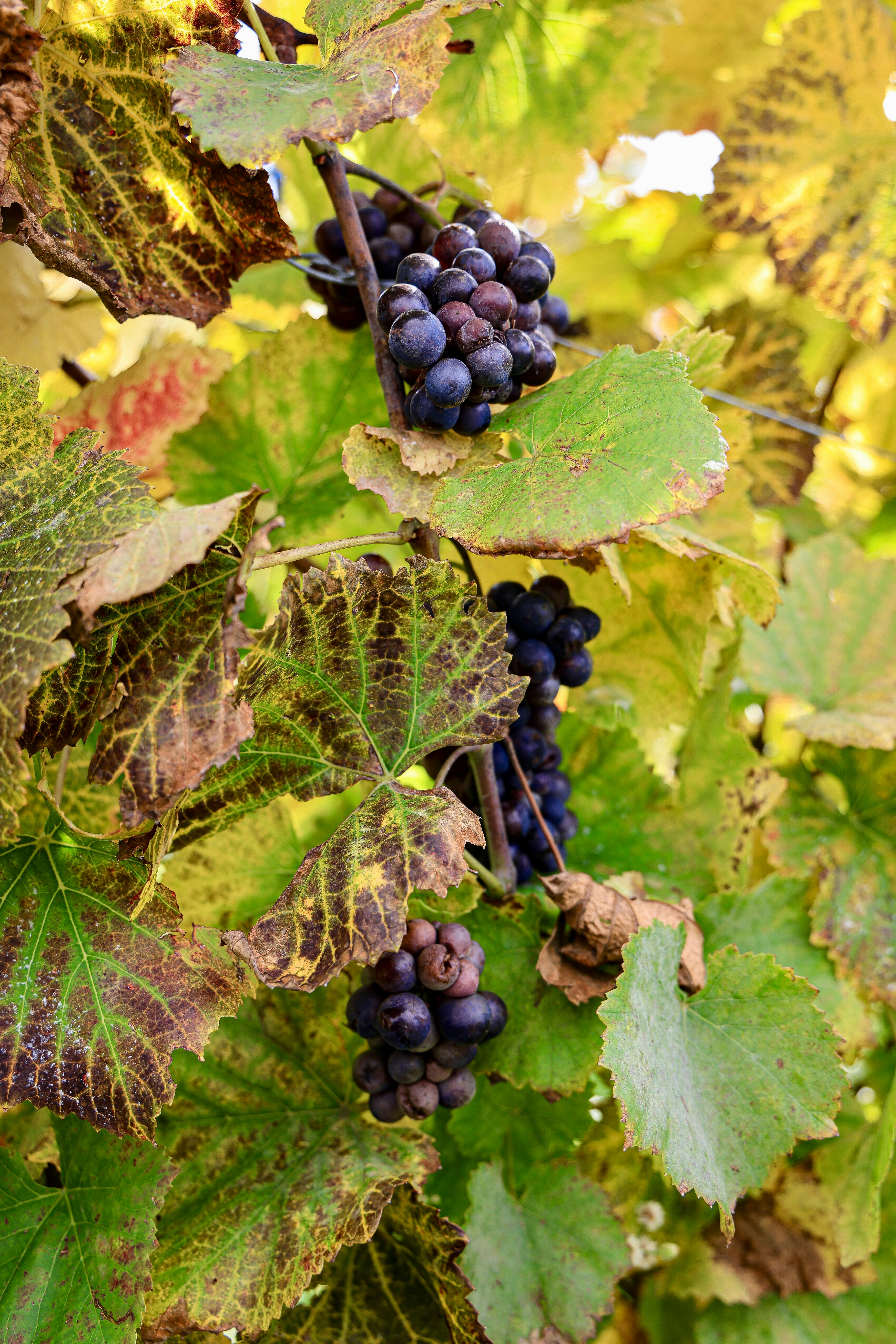 Photo by maximilian_brand