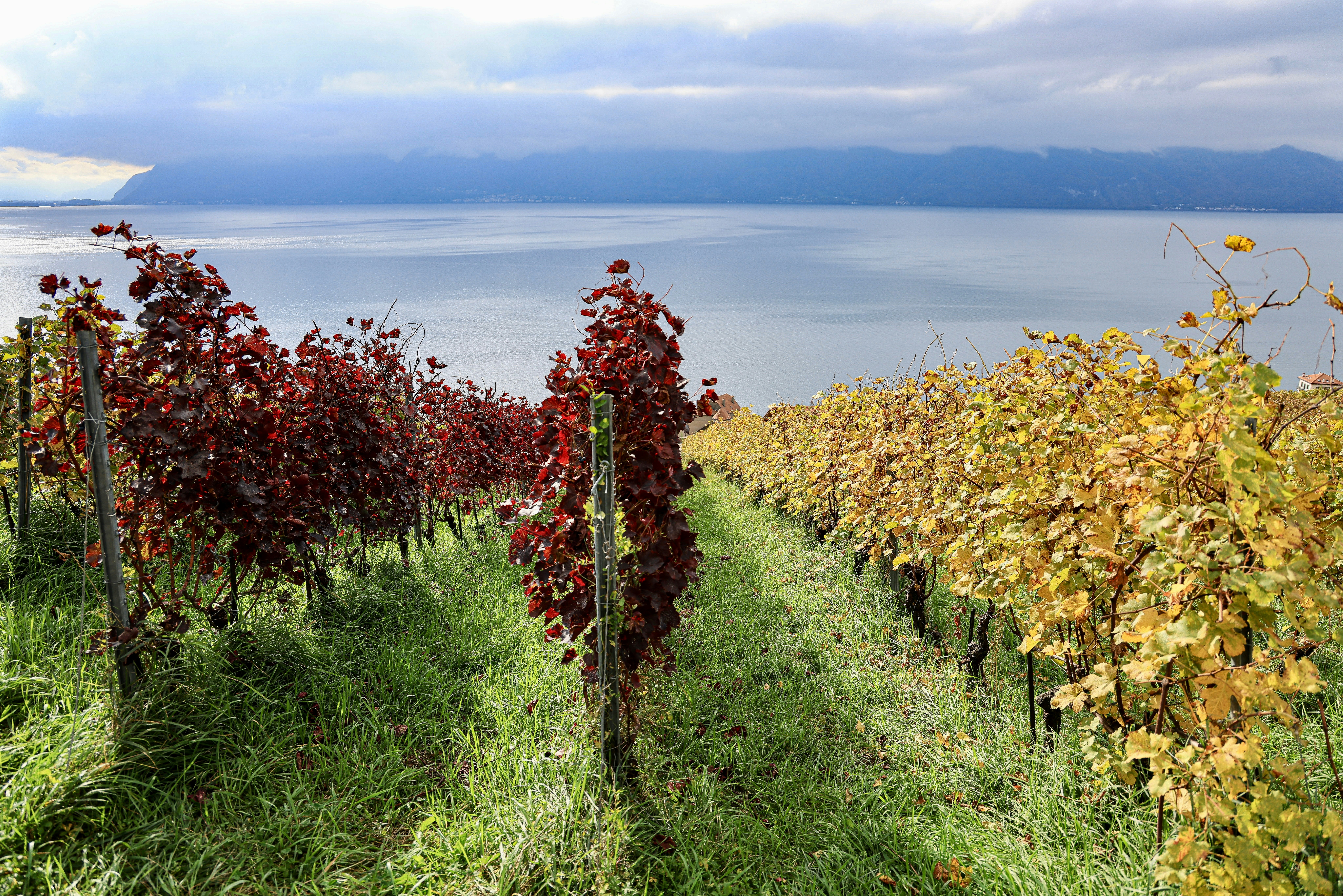 Photo by maximilian_brand