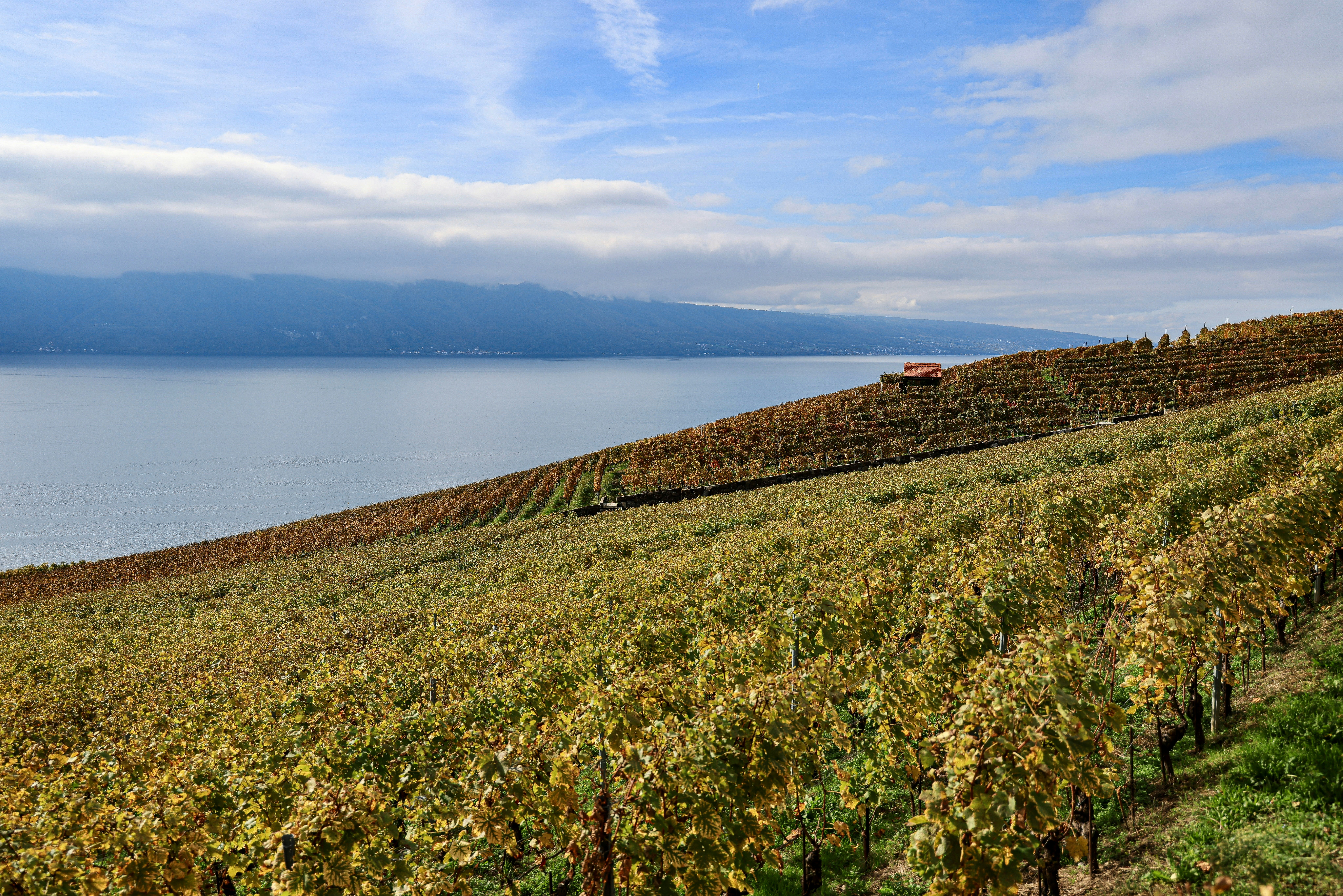 Photo by maximilian_brand