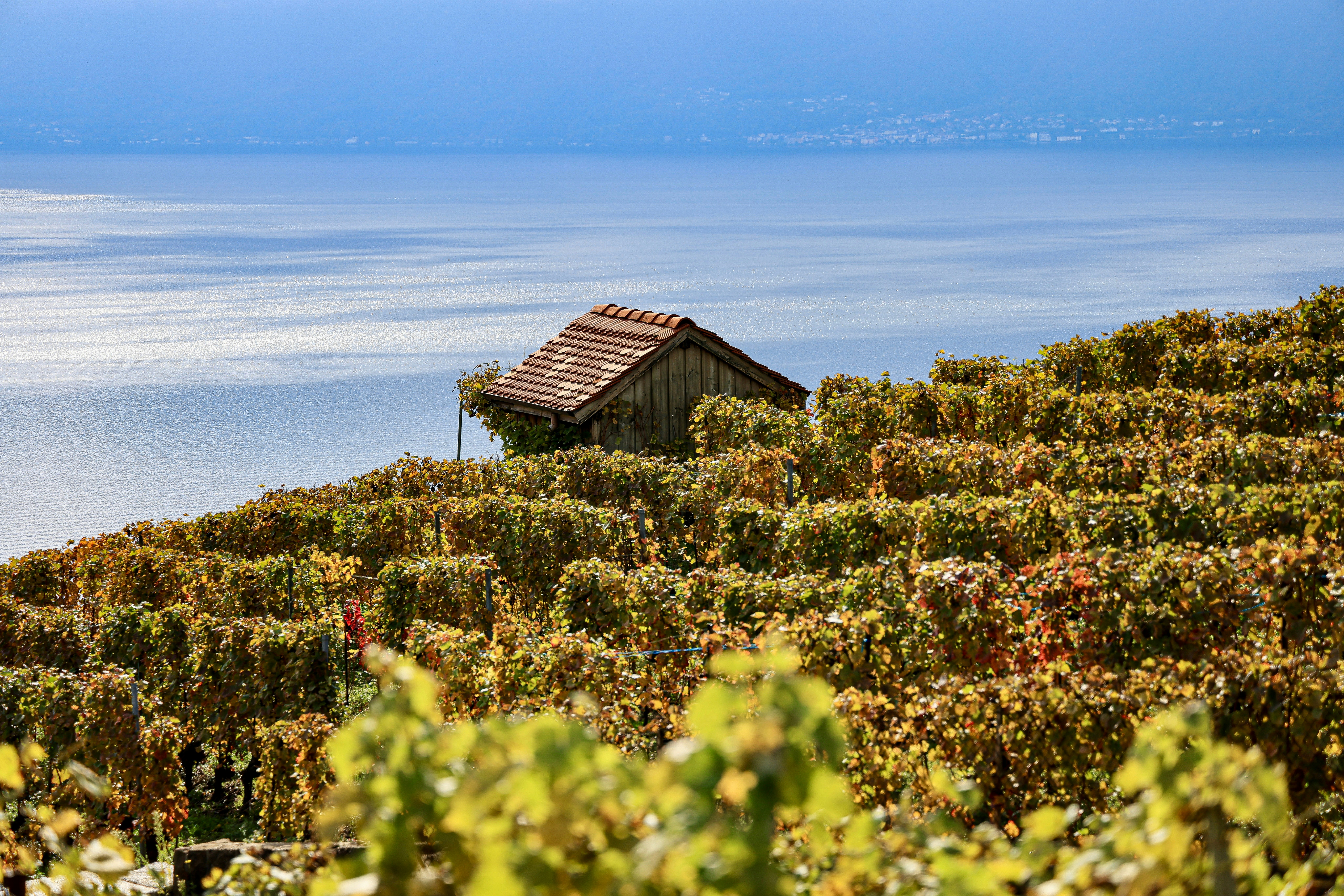 Photo by maximilian_brand