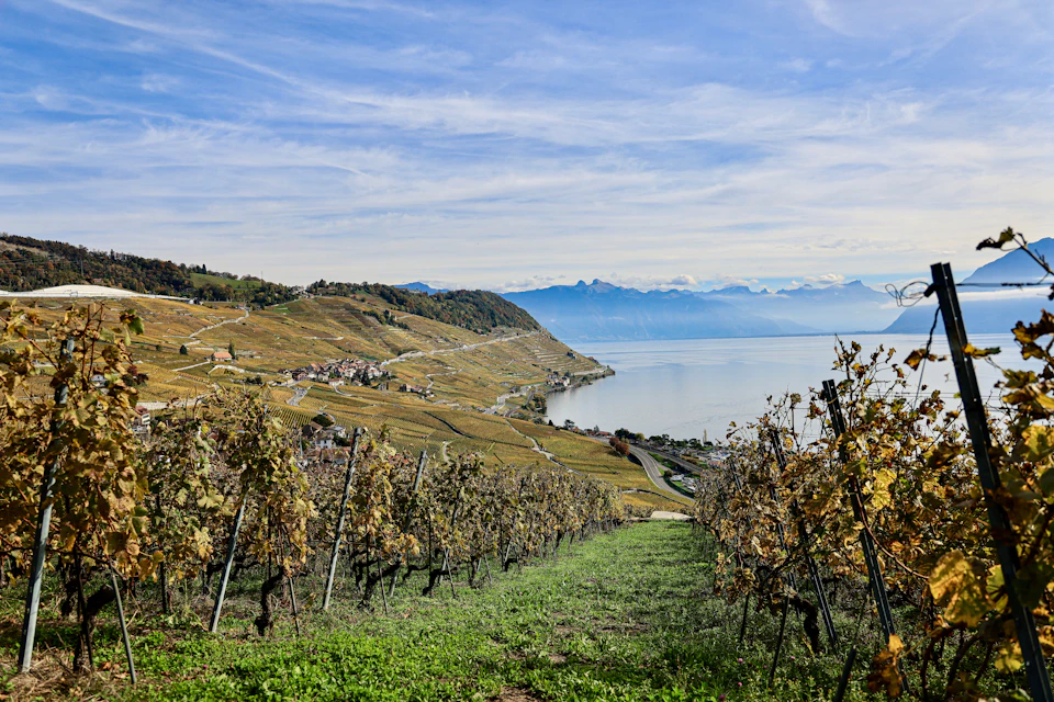 Vineyard rows overlooking a broad lake