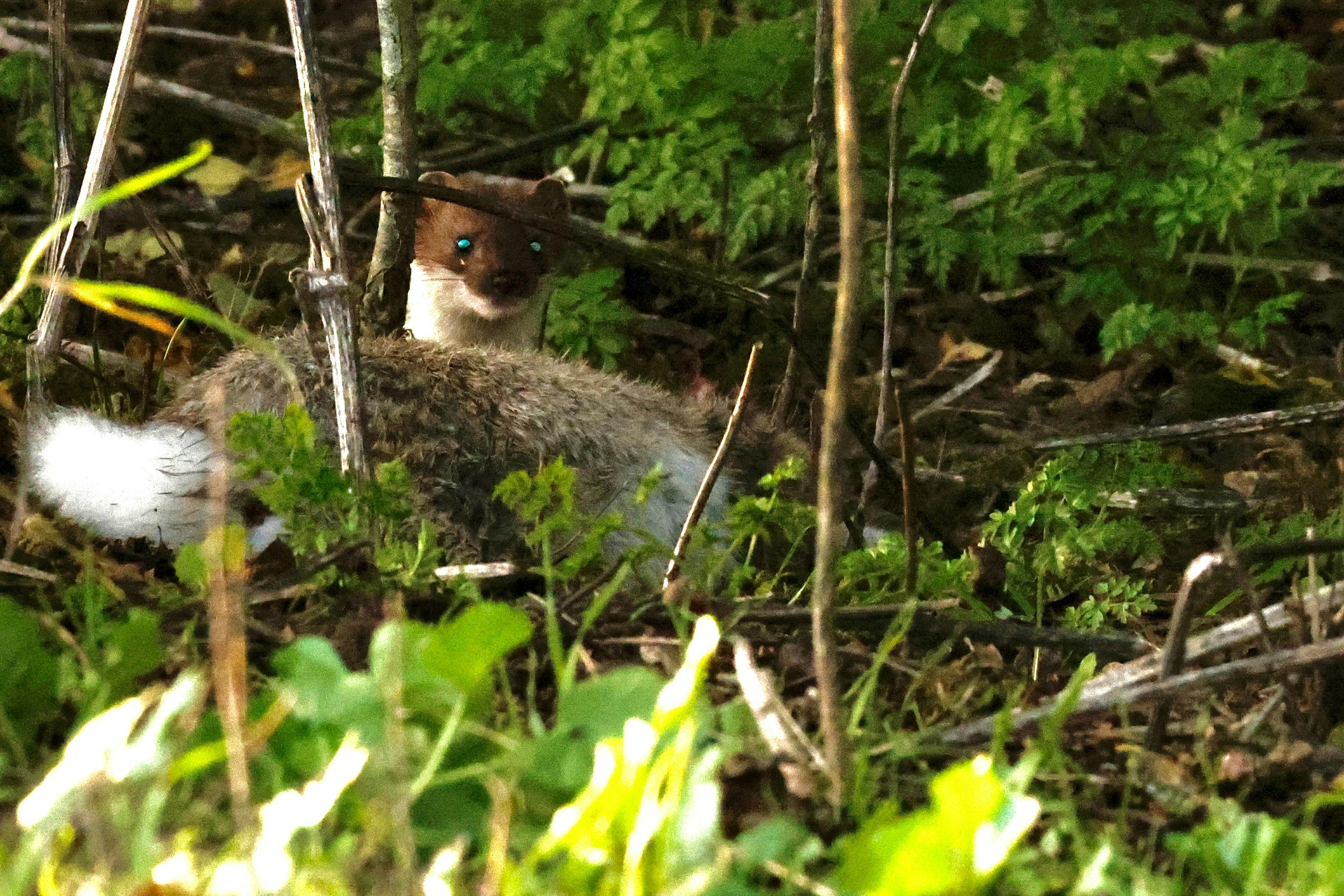 A small animal laying in the middle of a forest