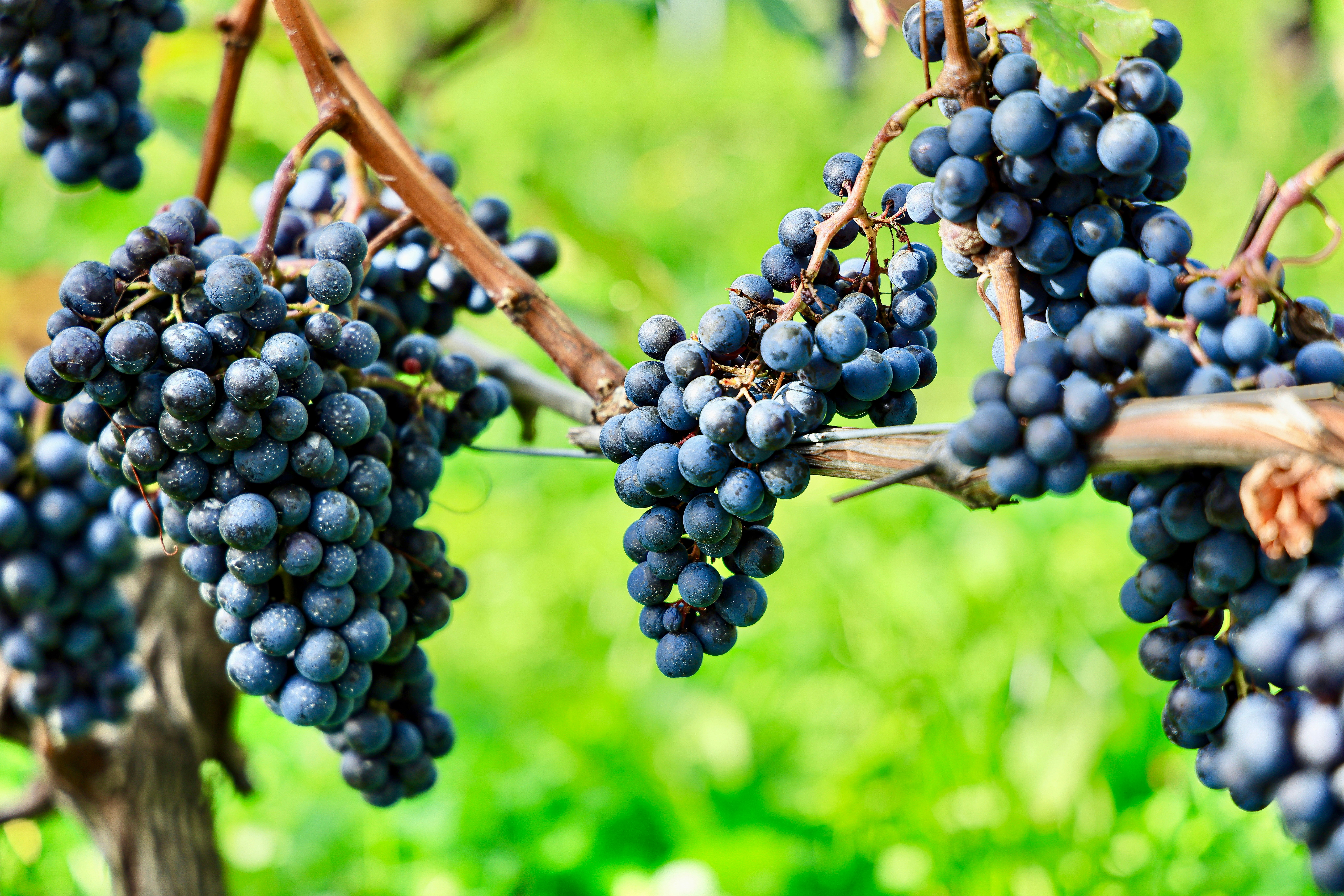 Photo by maximilian_brand