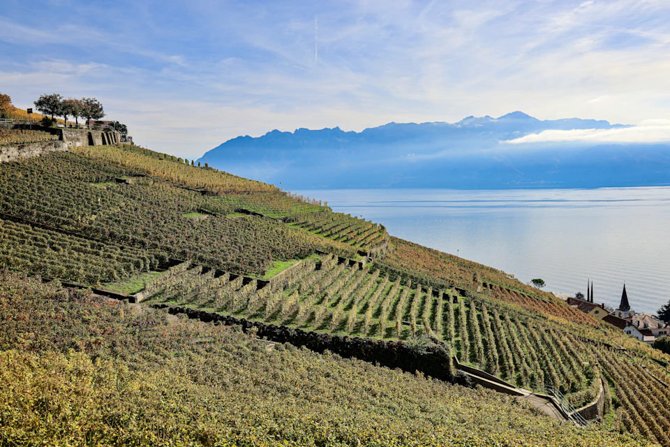 Scenic vineyard overlooking water