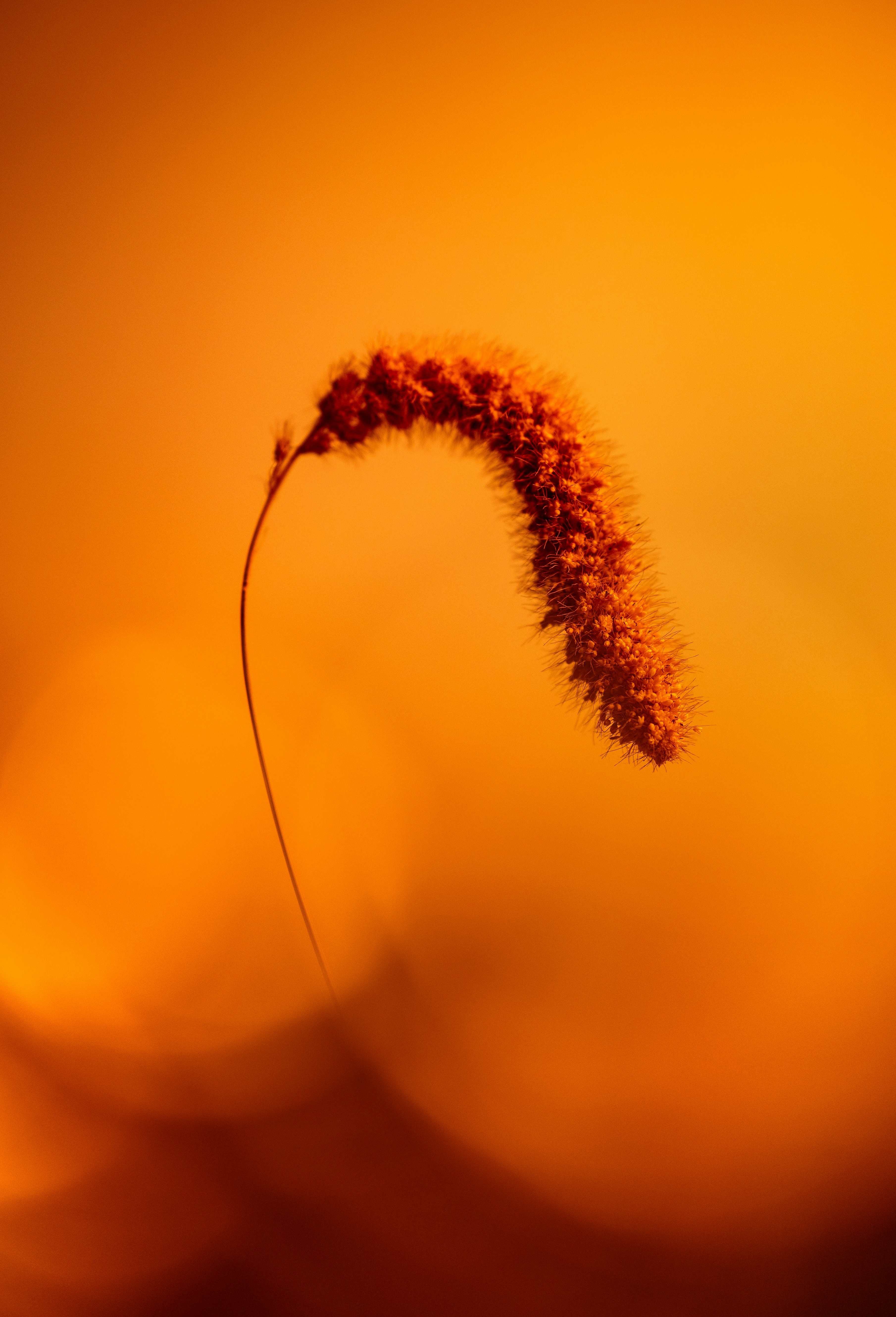 A close up of a plant with a blurry background