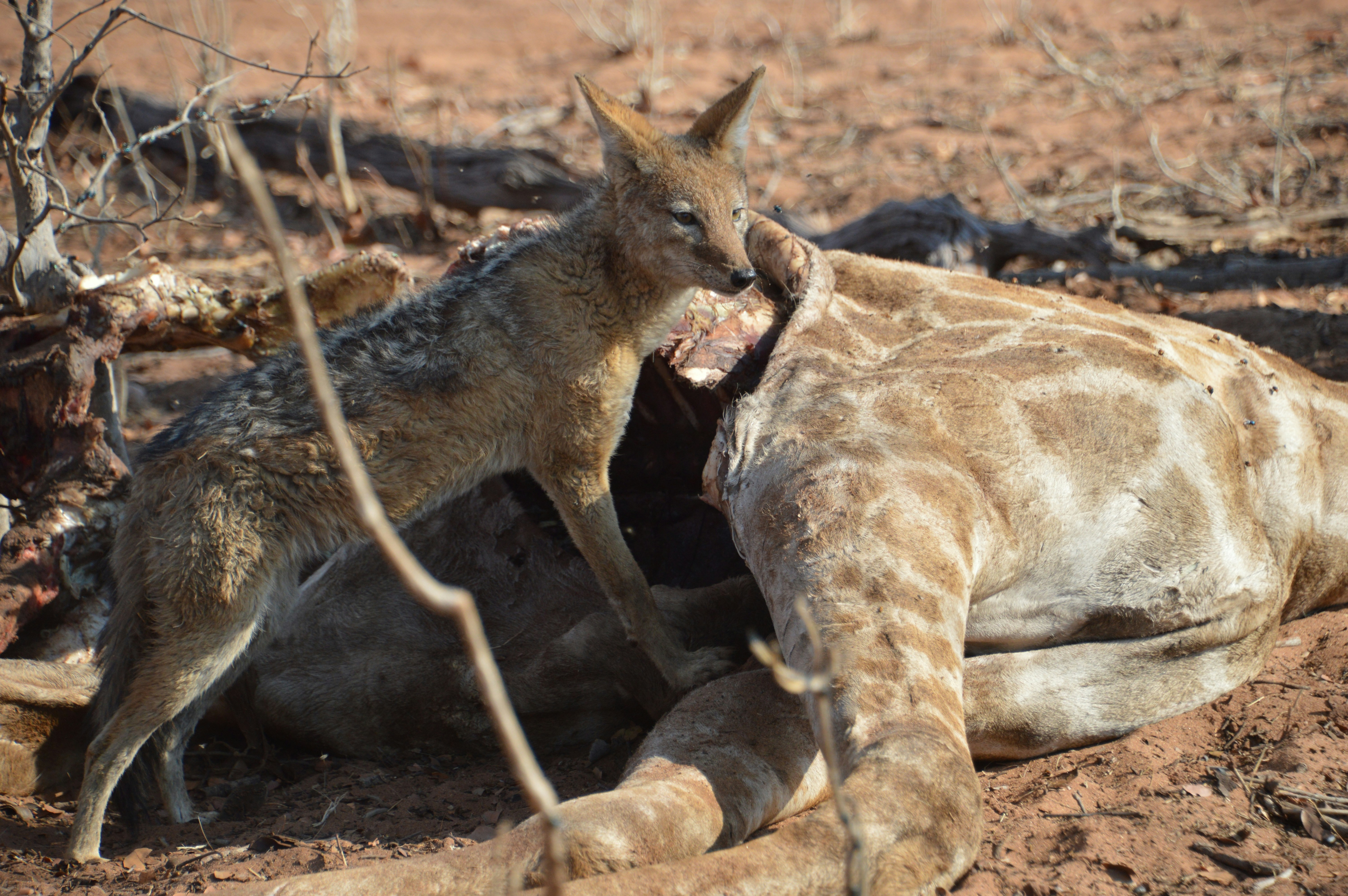 A couple of animals laying on top of a dirt field photo – Free Animal ...