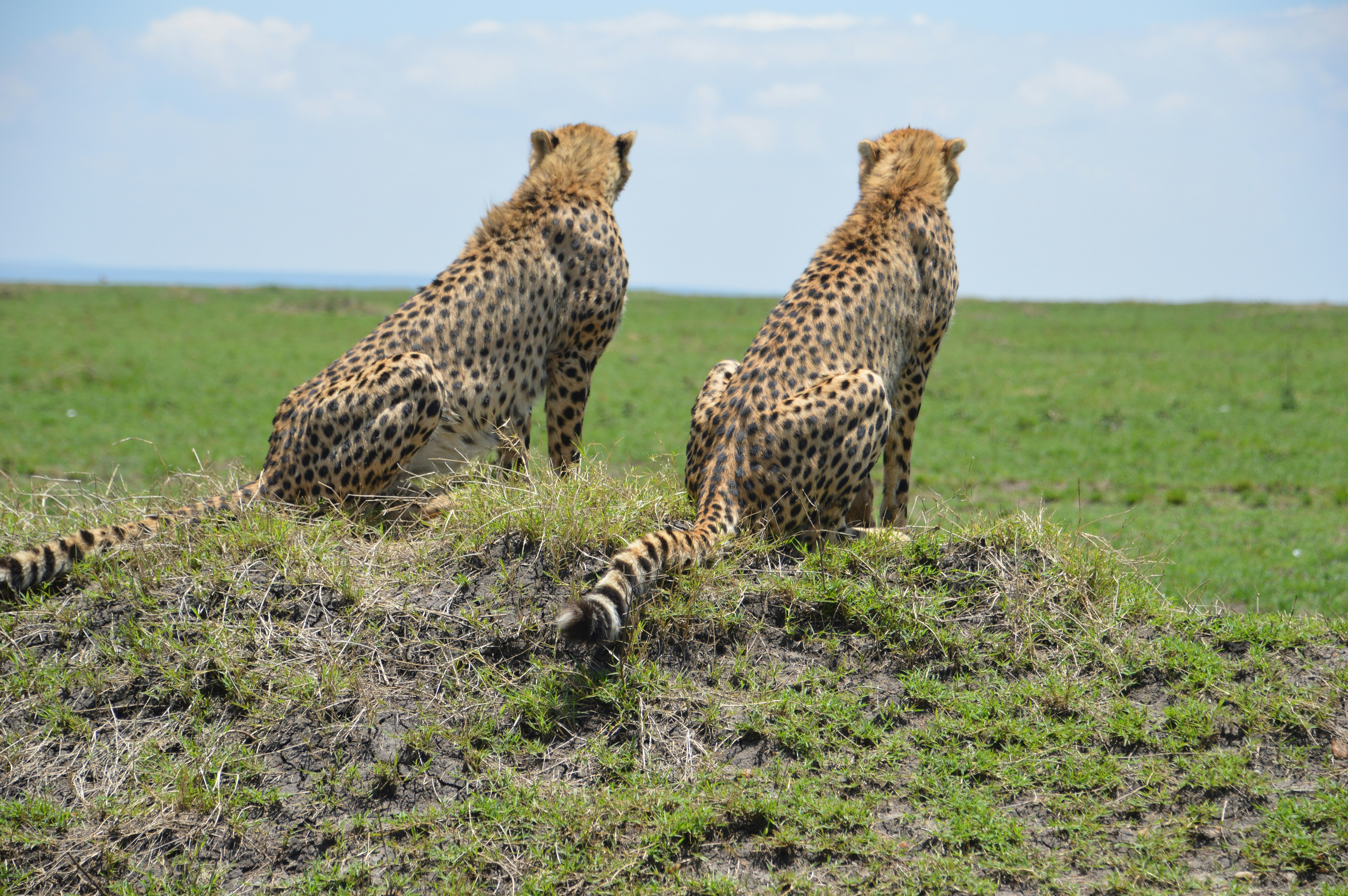 Imagine the Team: Which Coalition Would You Join? (image credits: unsplash)