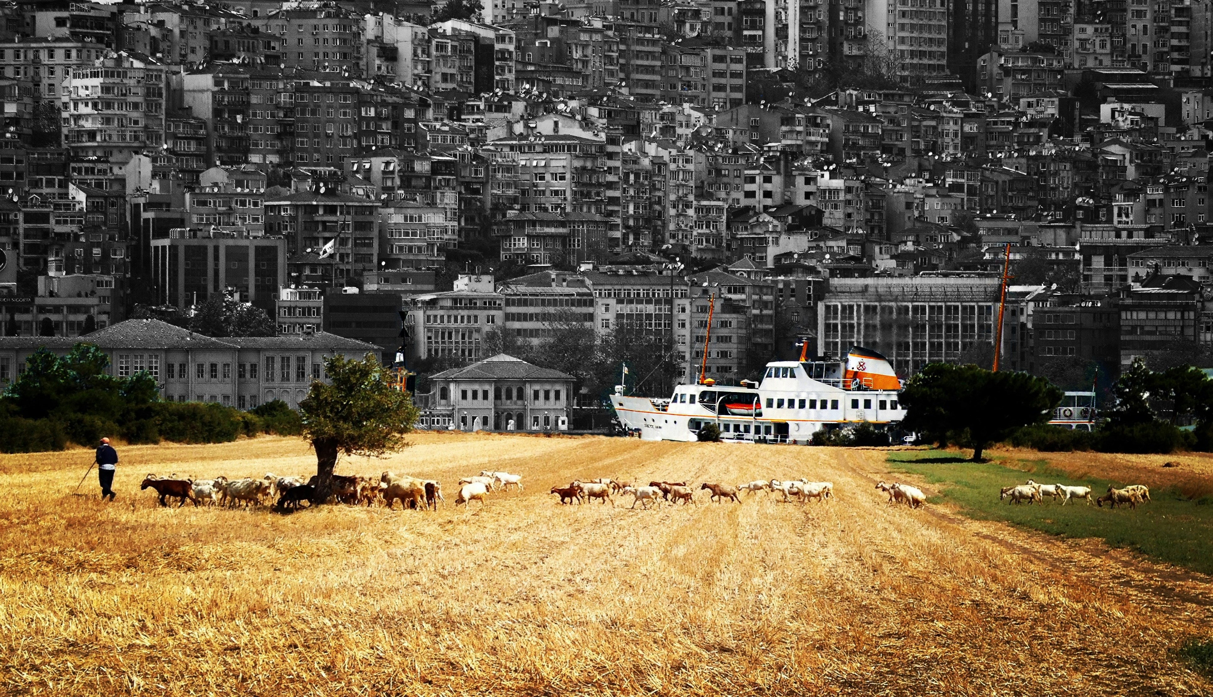 A black and white photo of a city with sheep