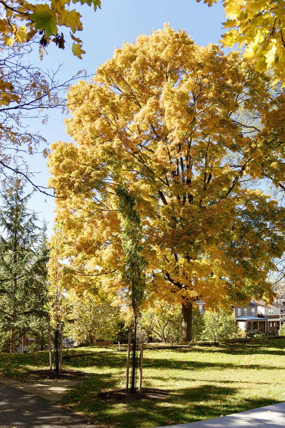 The image depicts a serene autumn scene in a park, with a large tree at the center that is adorned with vibrant yellow leaves. The tree stands tall and proud, surrounded by other trees on either side, creating a sense of depth and perspective. In the background, there are houses visible through the foliage, adding to the peaceful ambiance of the setting.