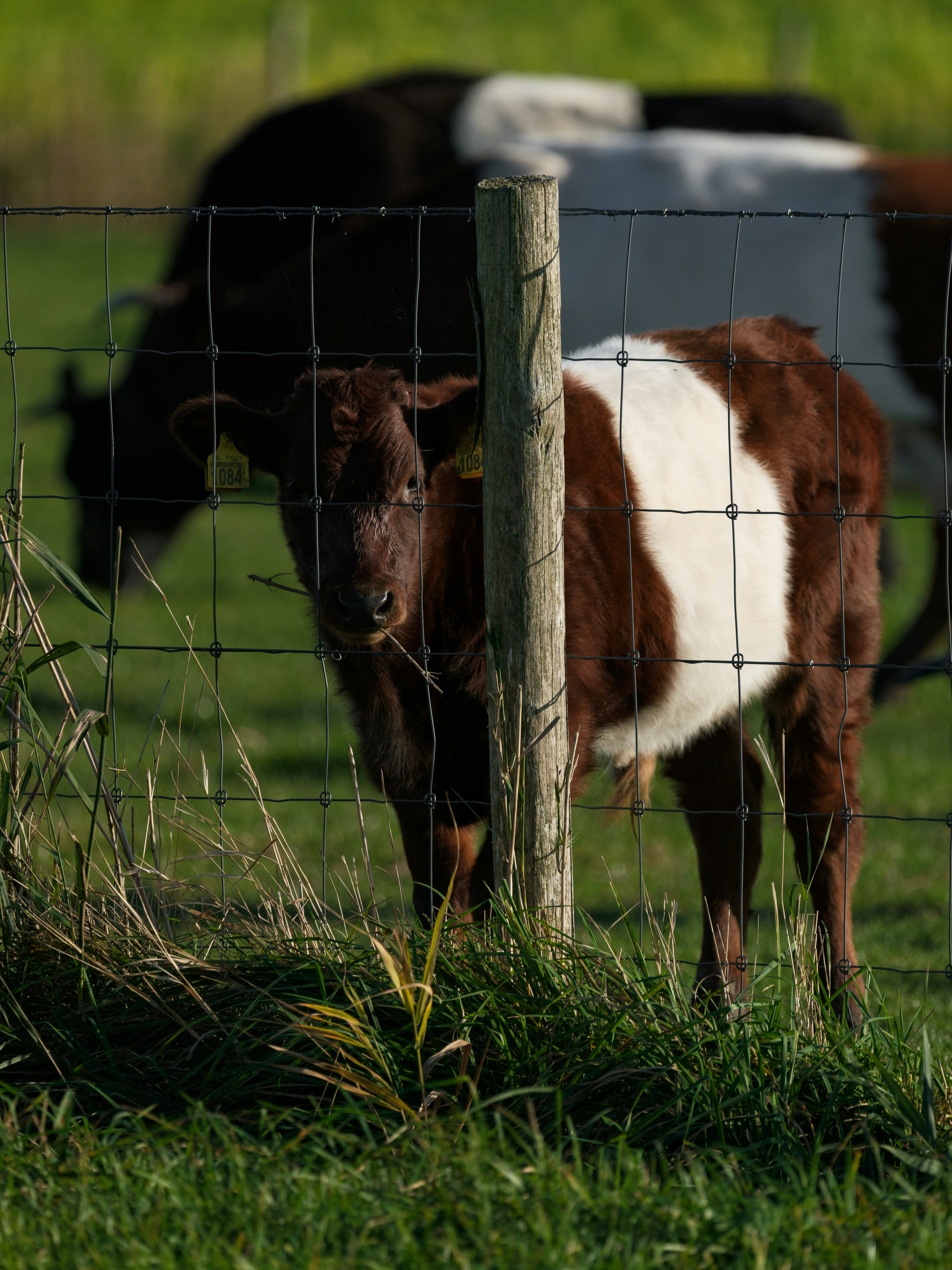 A brown and white cow standing next to a fence