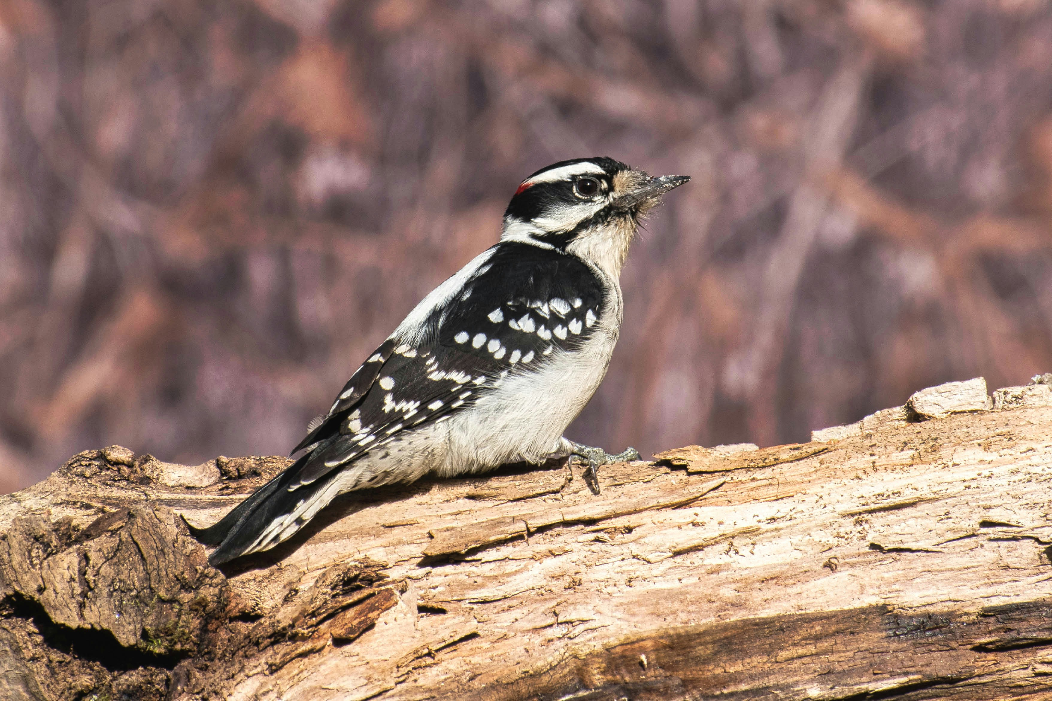 A black and white bird sitting on a tree branch