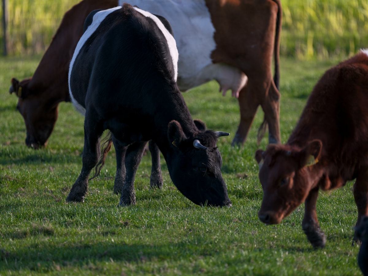 Cattle grazing in a field — the U.S. herd at risk from a screwworm outbreak