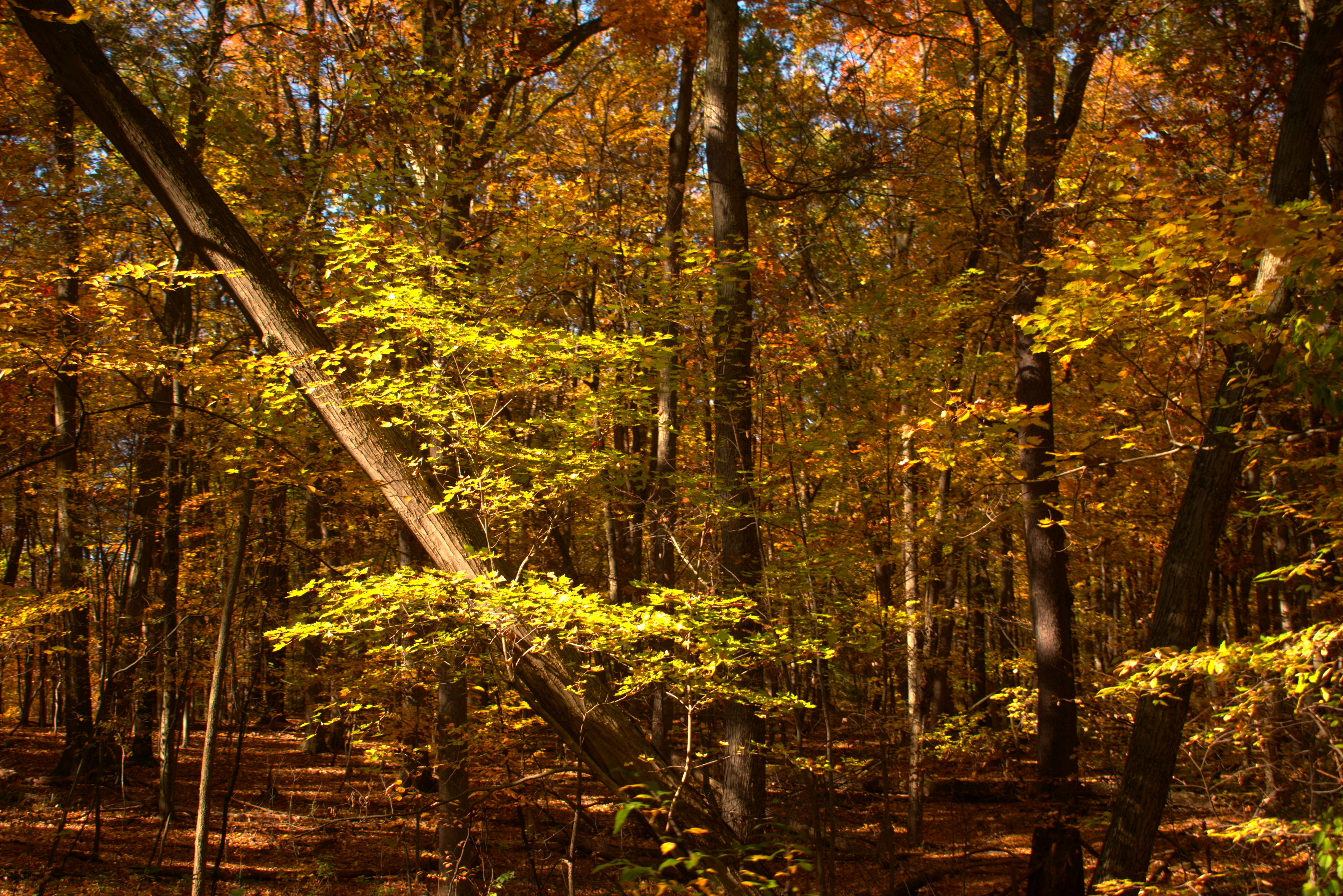 Photo by templeofthedove