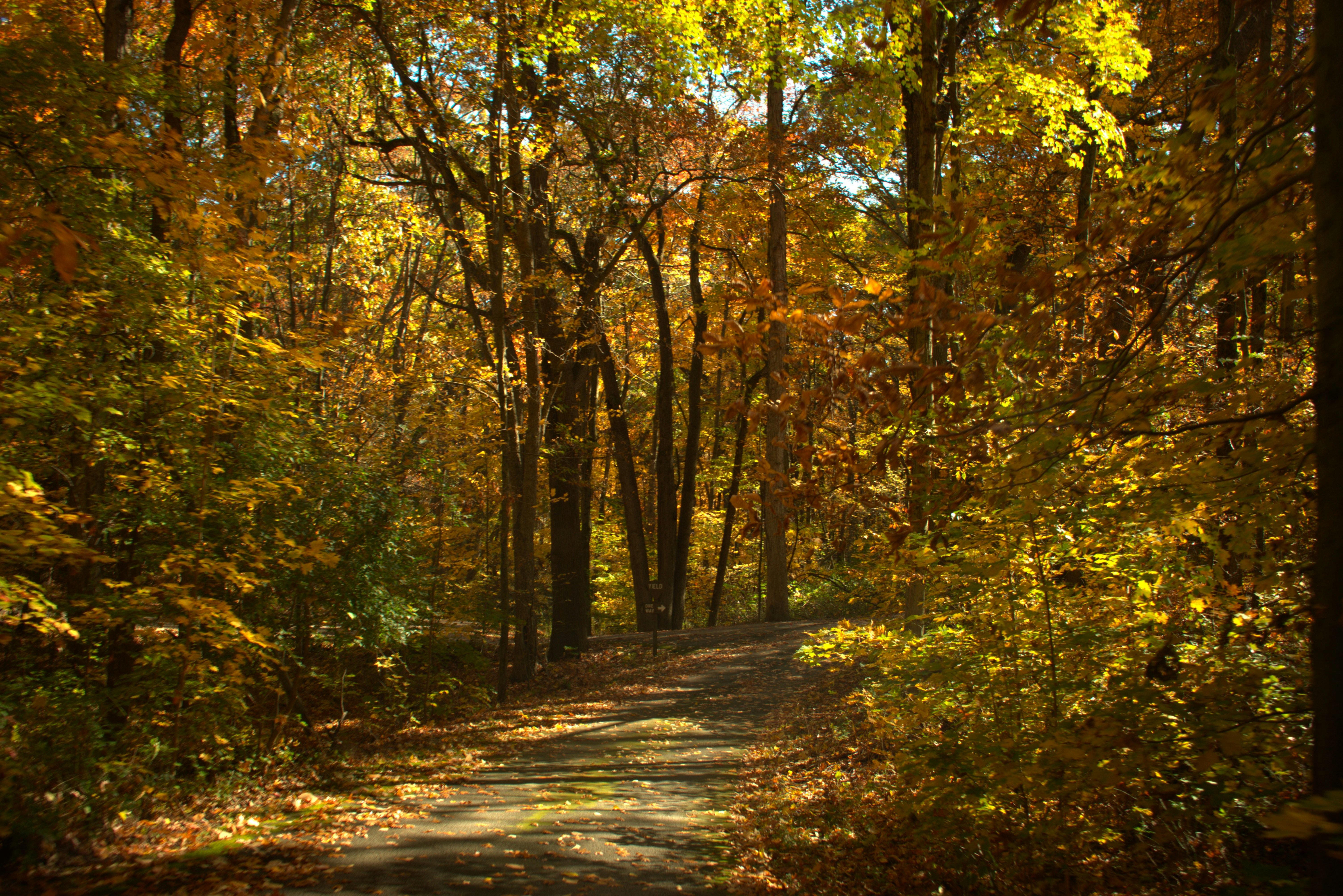 Photo by templeofthedove