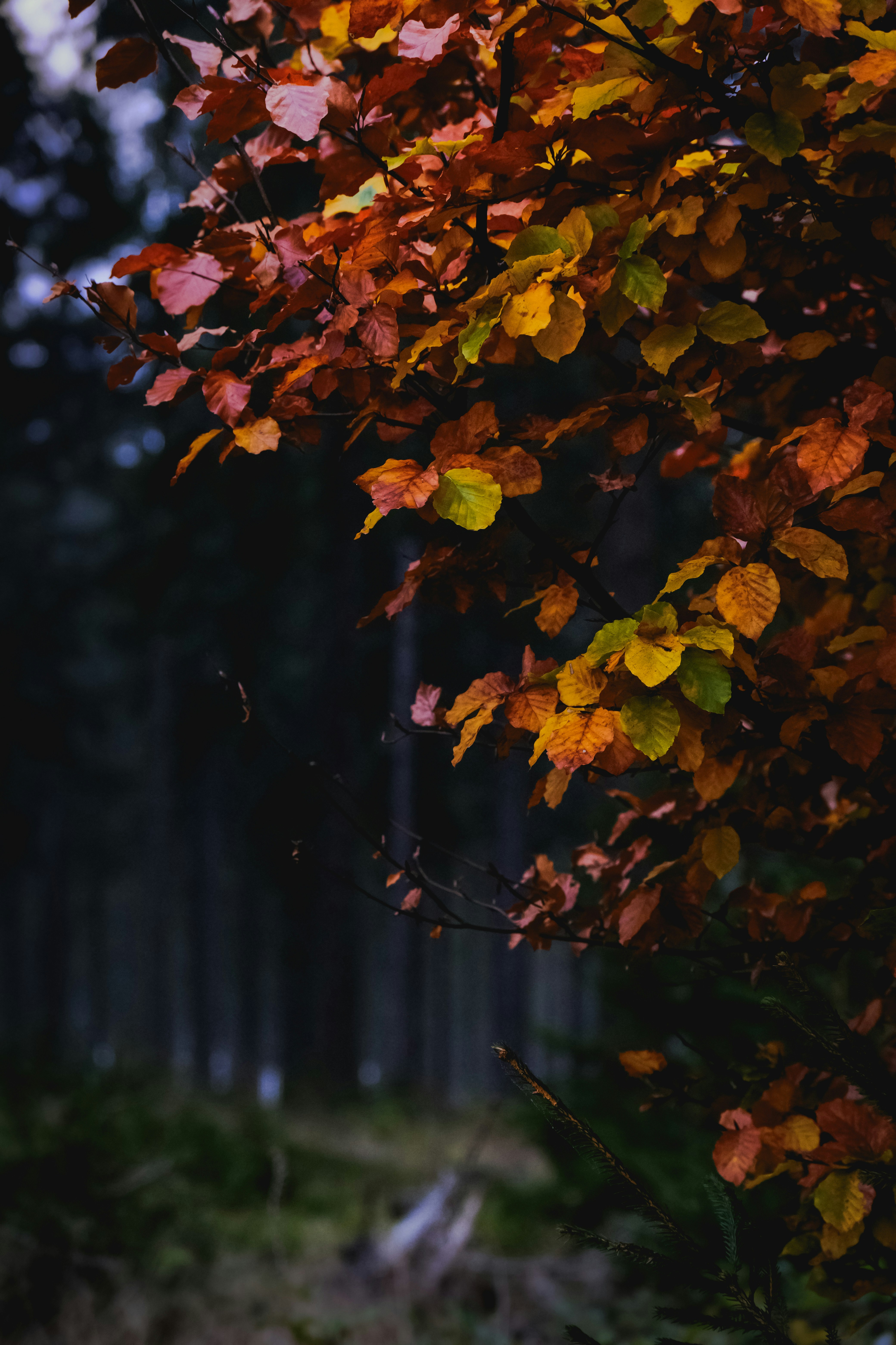 Photo by denisaficau