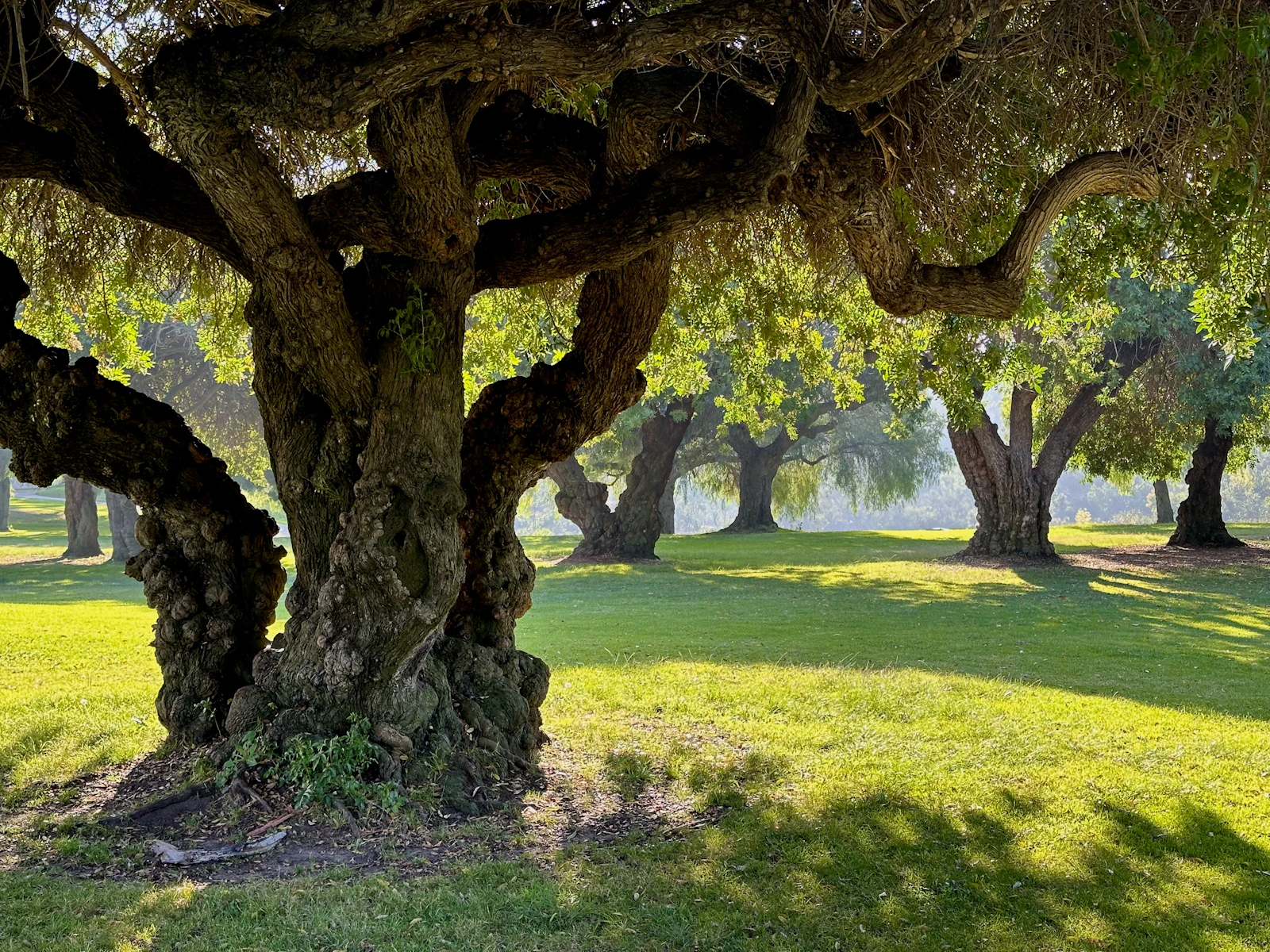 Oak-studded meadow typical of the Sierra Foothills near Penn Valley and Auburn, California