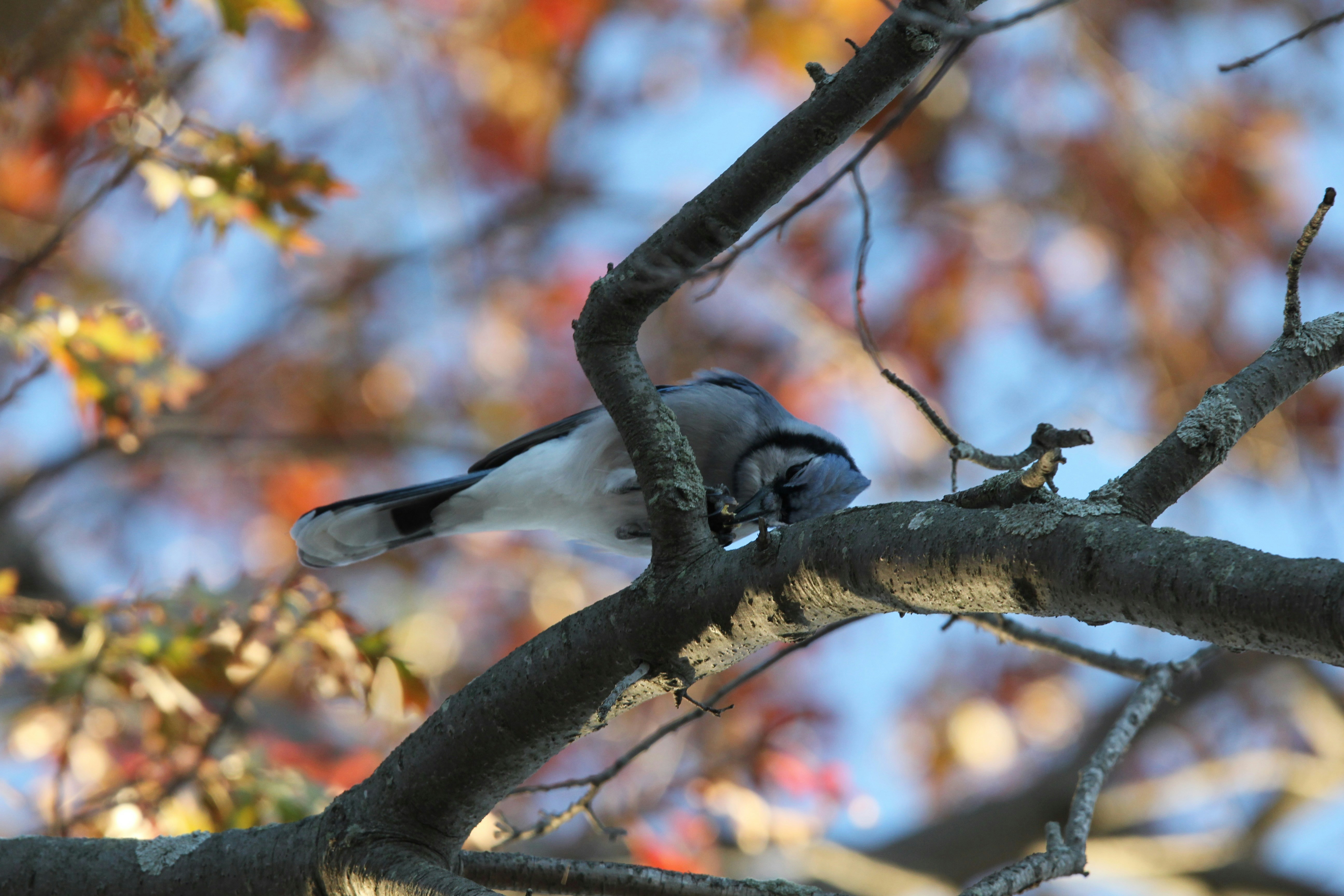 Photo by anishlk