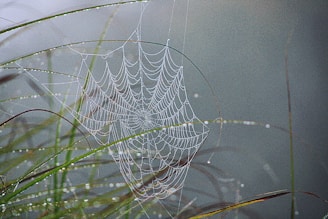 A spider web in the middle of some grass