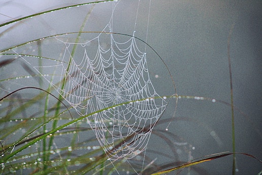 A spider web in the middle of some grass