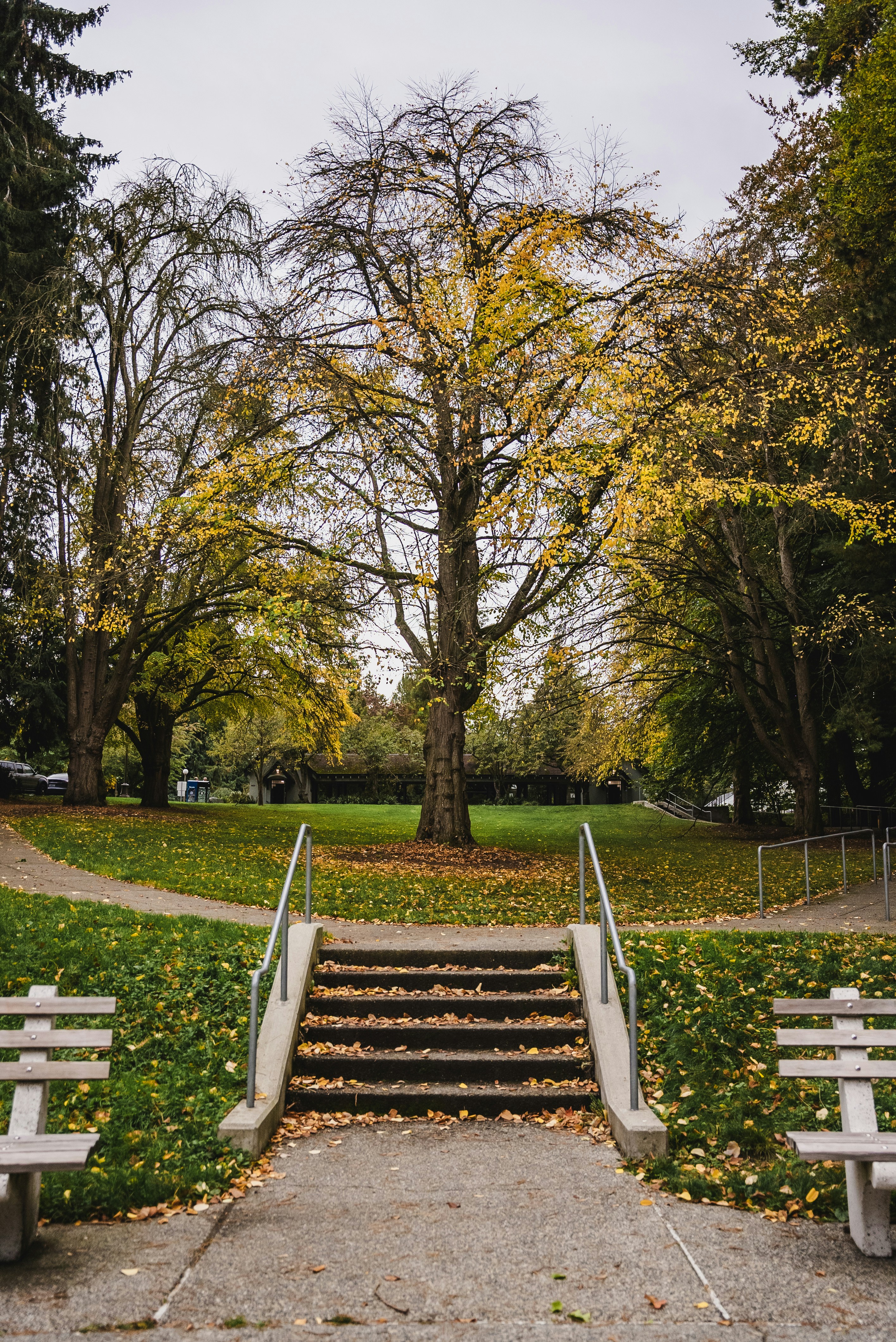 A set of stairs leading up to a tree filled park photo – Free Seattle ...