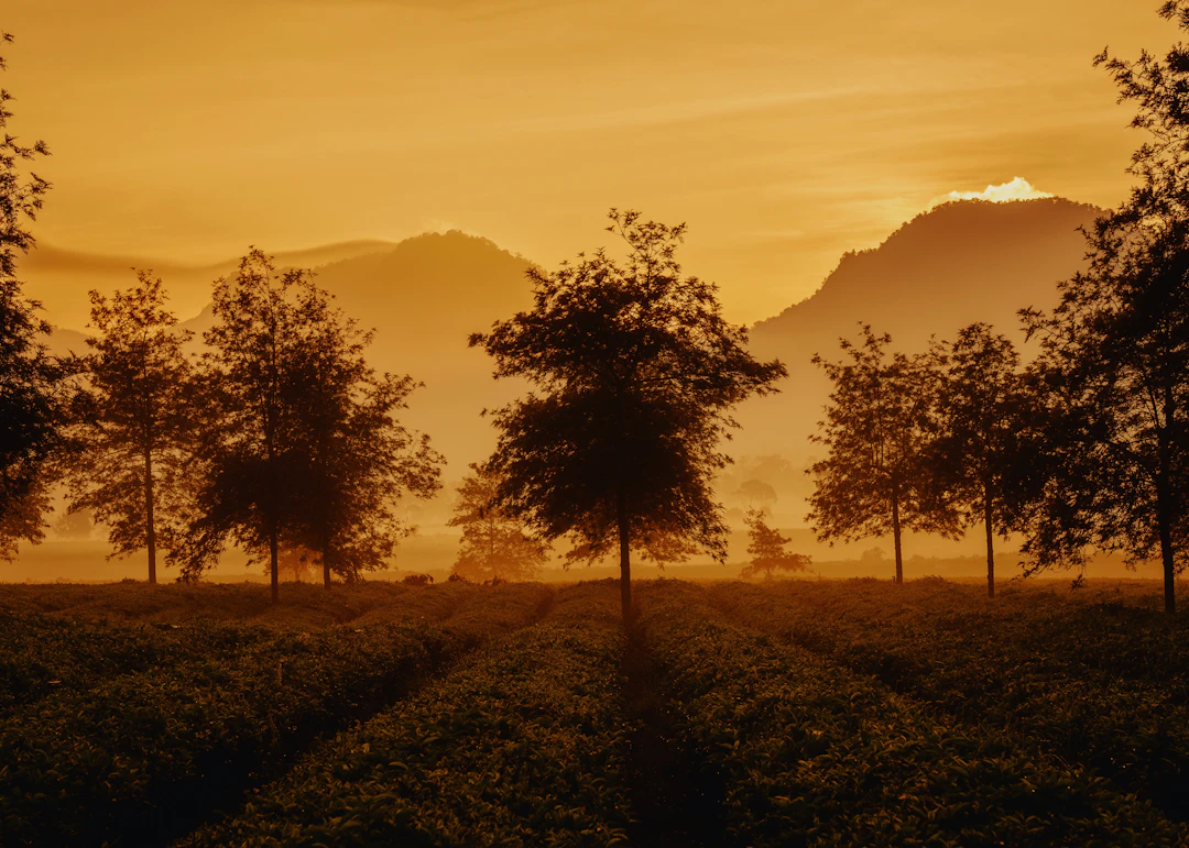 4-Day Bandung Family Itinerary: Kid-Friendly & Relaxed