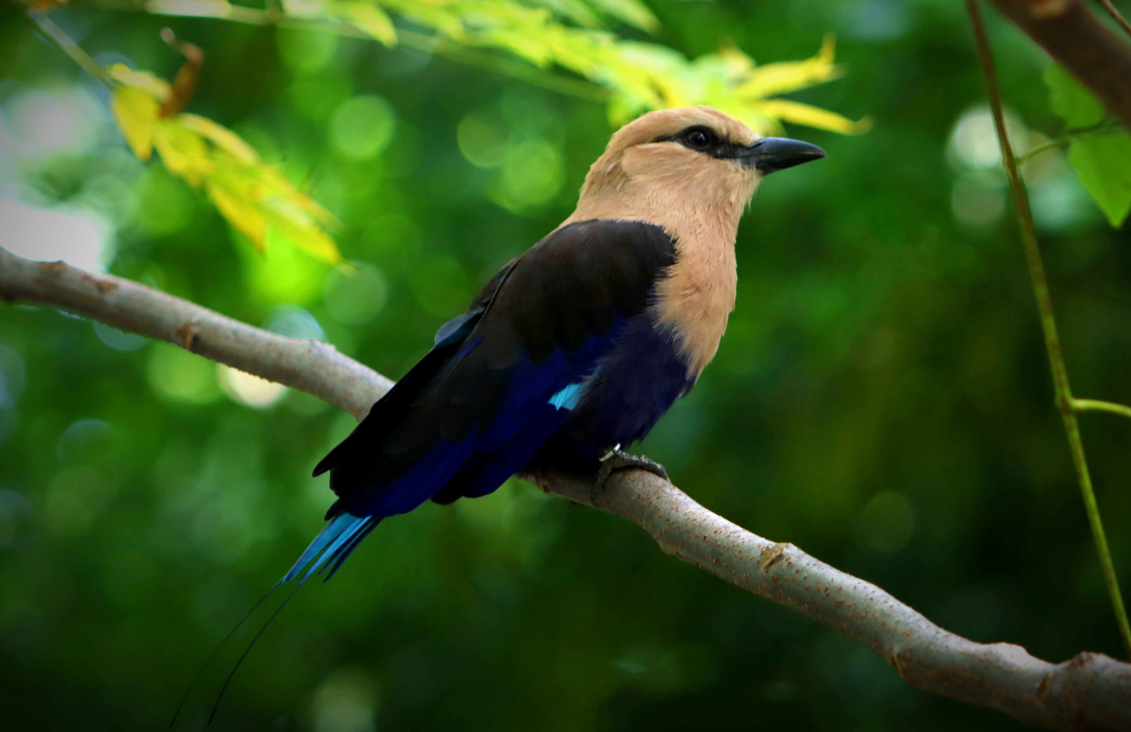 Ein Vogel sitzt auf einem Ast