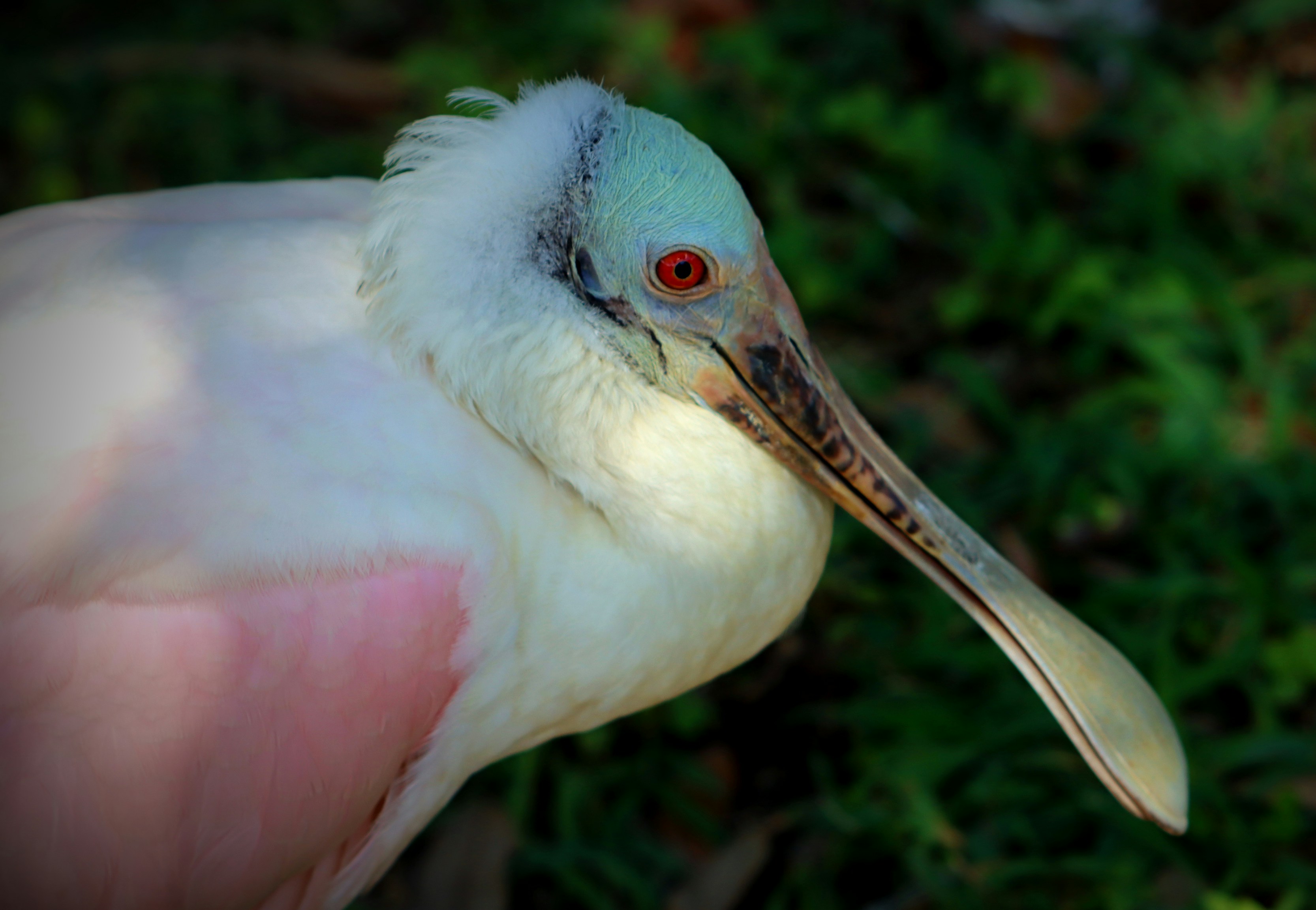 Nahaufnahme einer Person, die einen Vogel hält