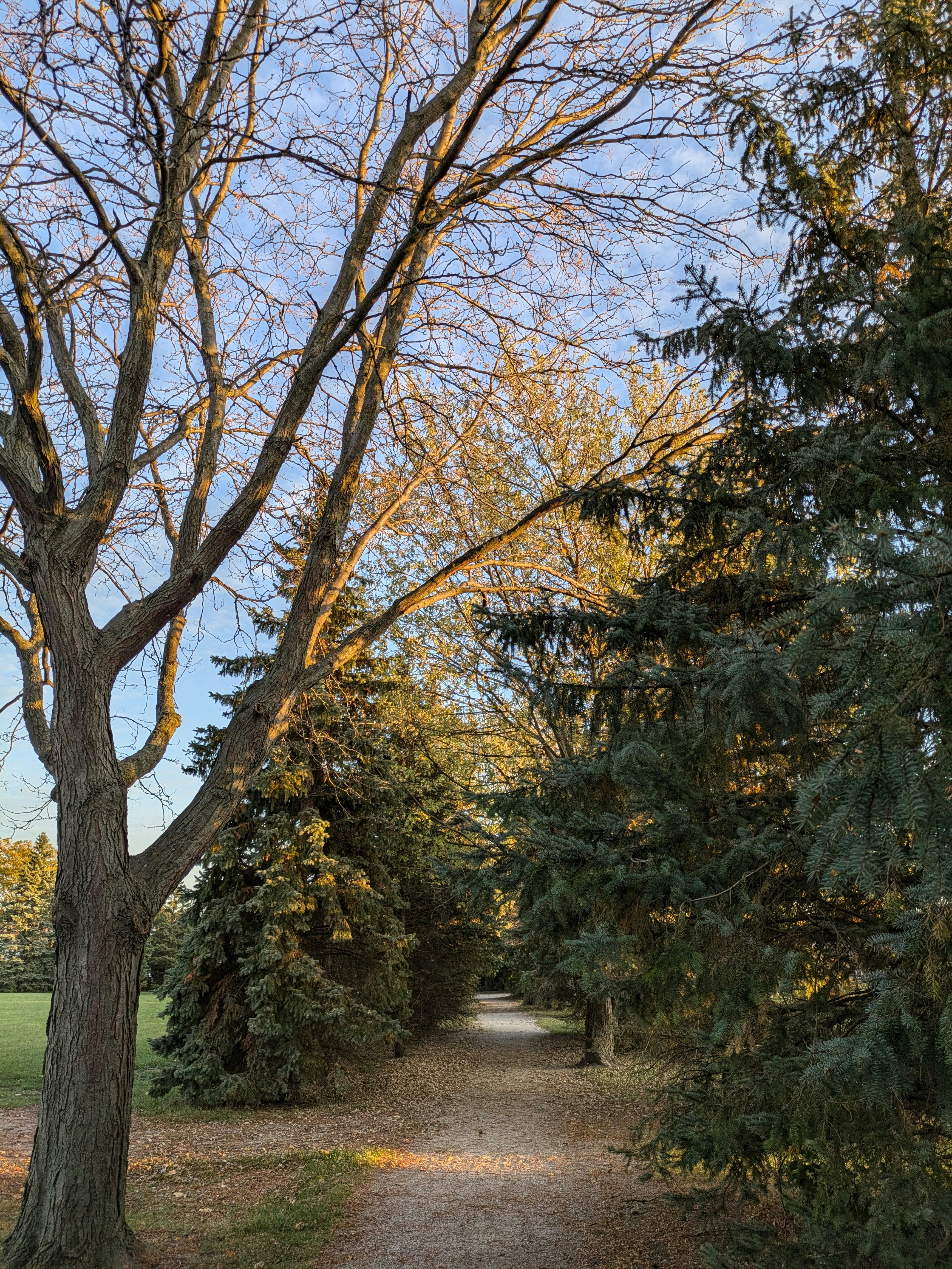 A dirt road surrounded by trees and grass photo – Free Outdoor Image on ...