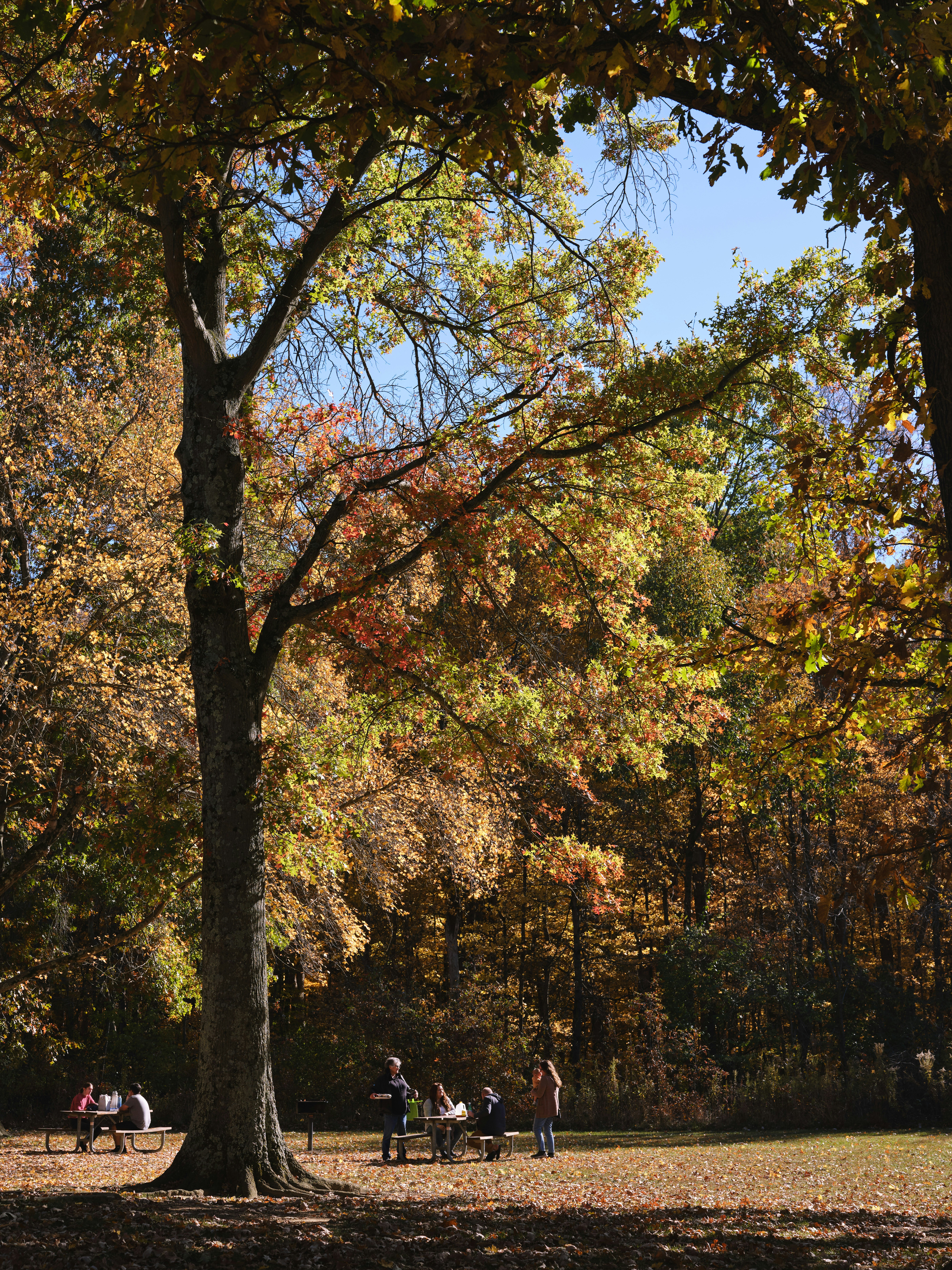 A group of people sitting on a bench under a tree