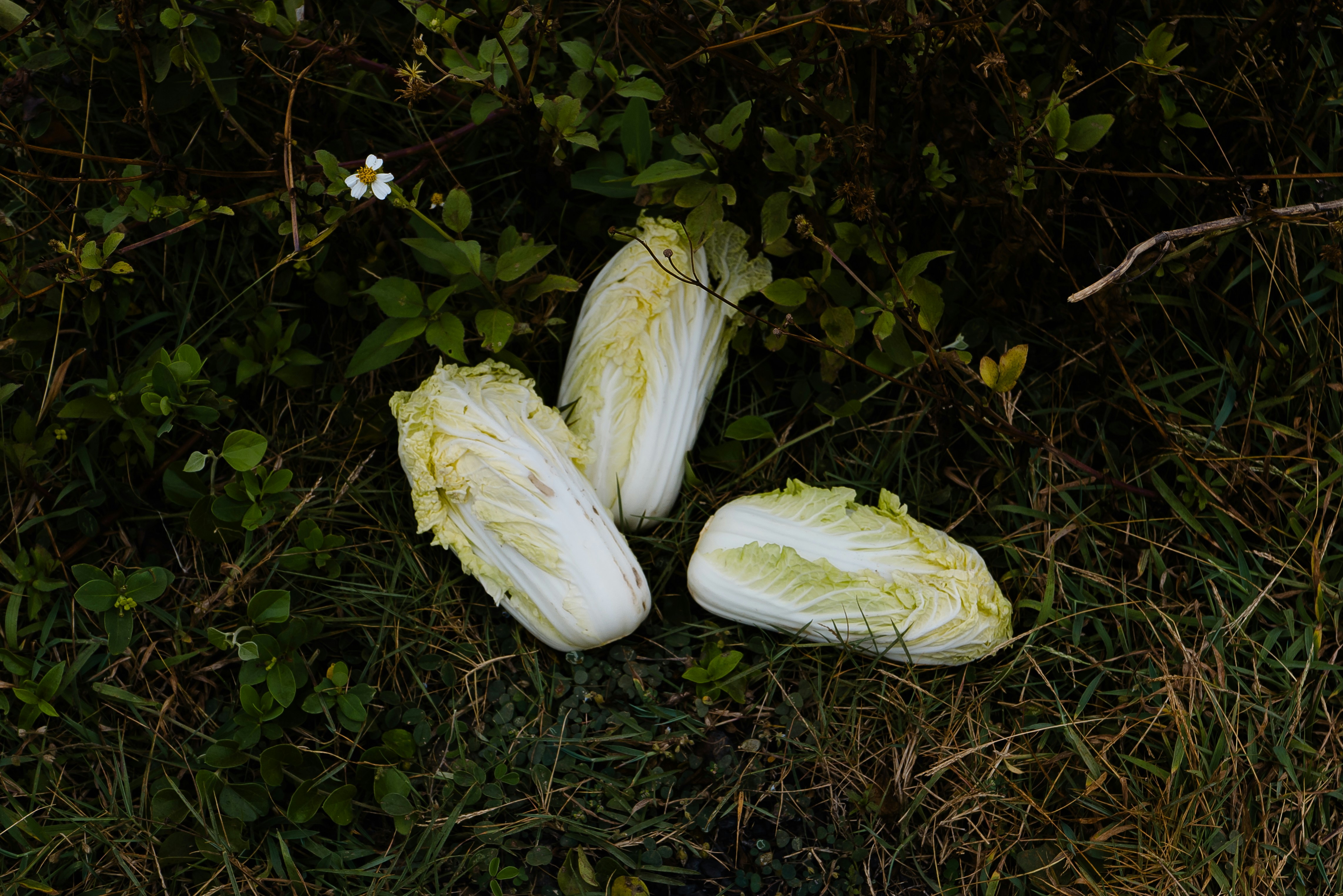 A couple of pieces of cucumbers laying on the ground