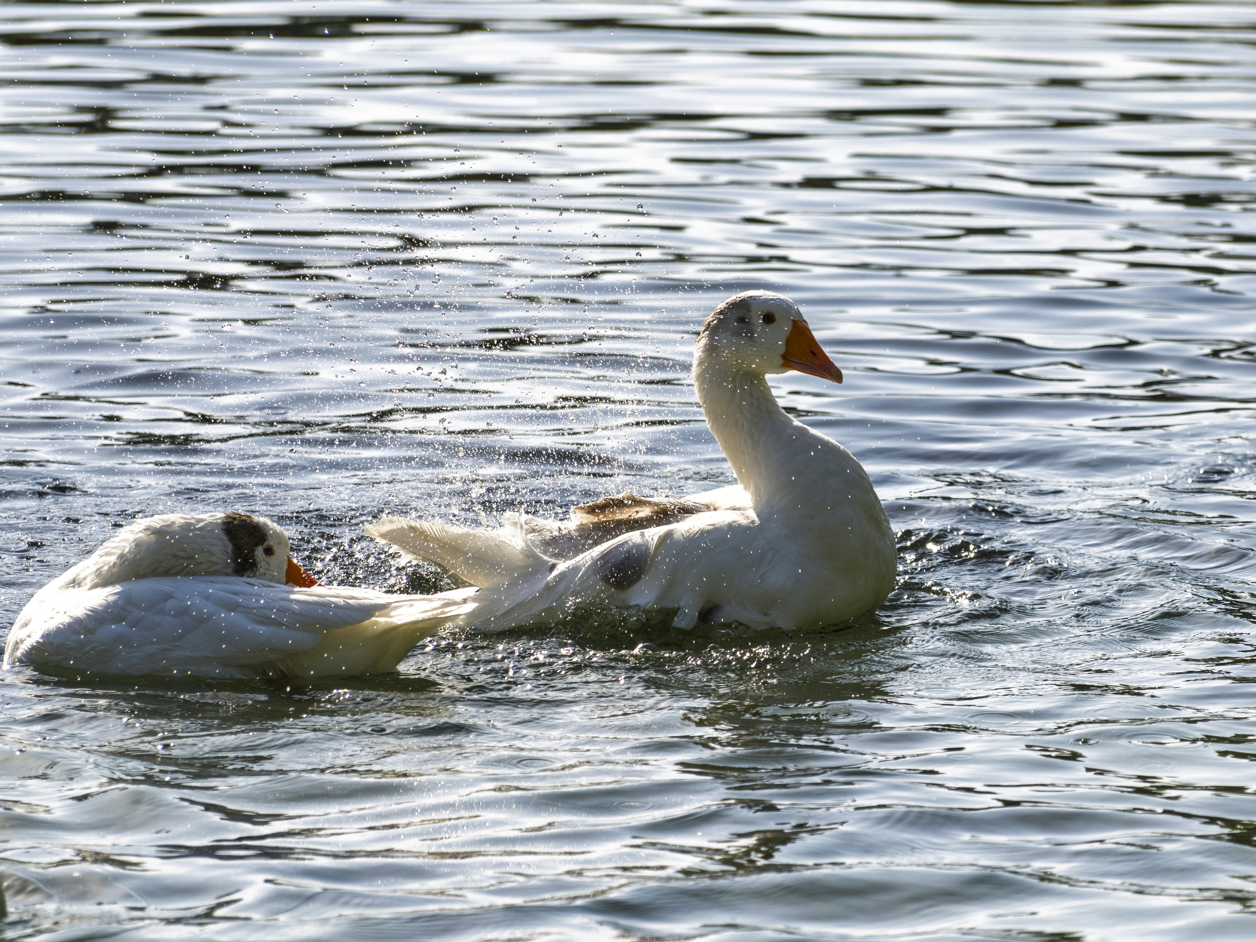 Photo by enginakyurt