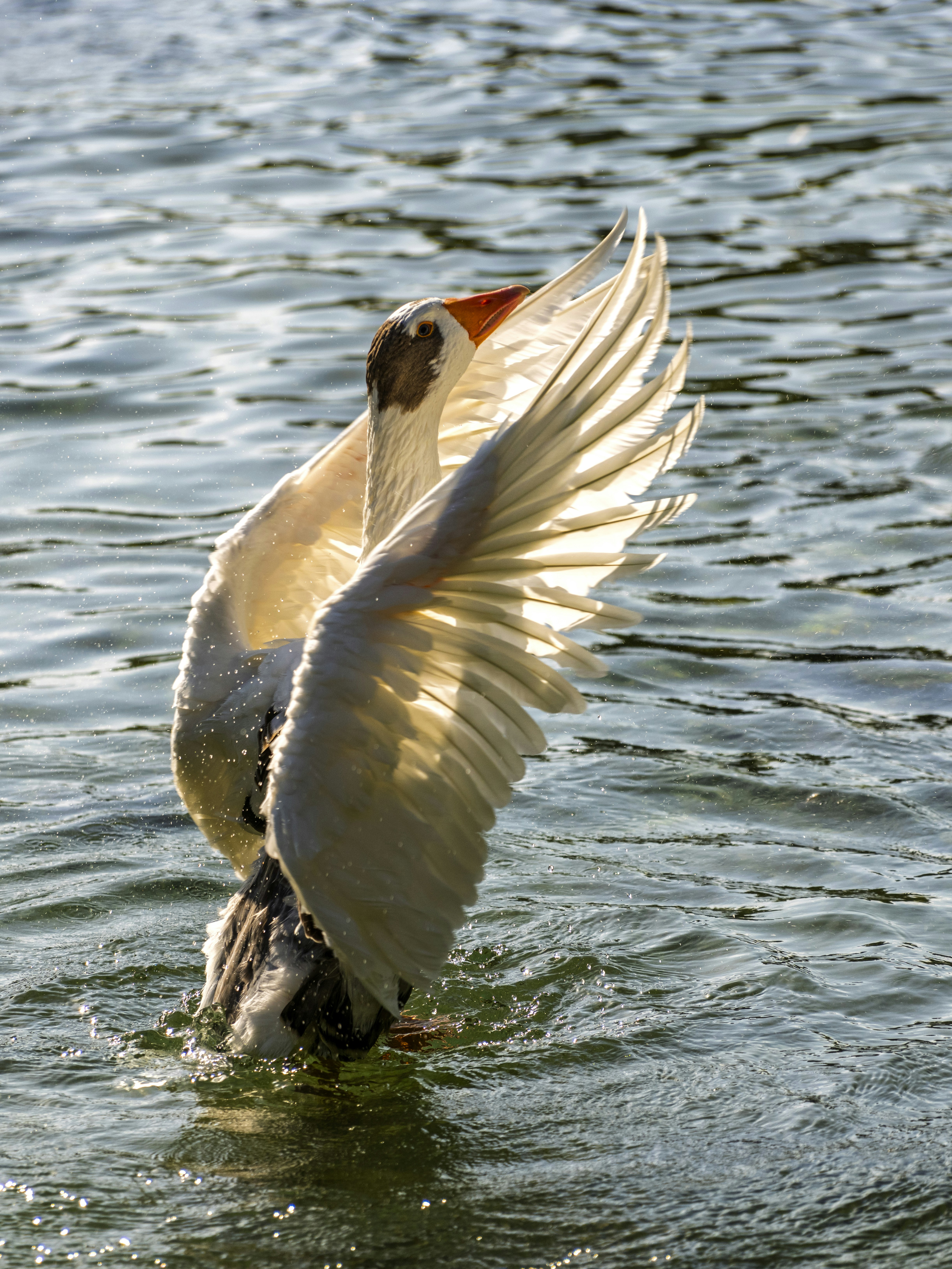 Photo by enginakyurt