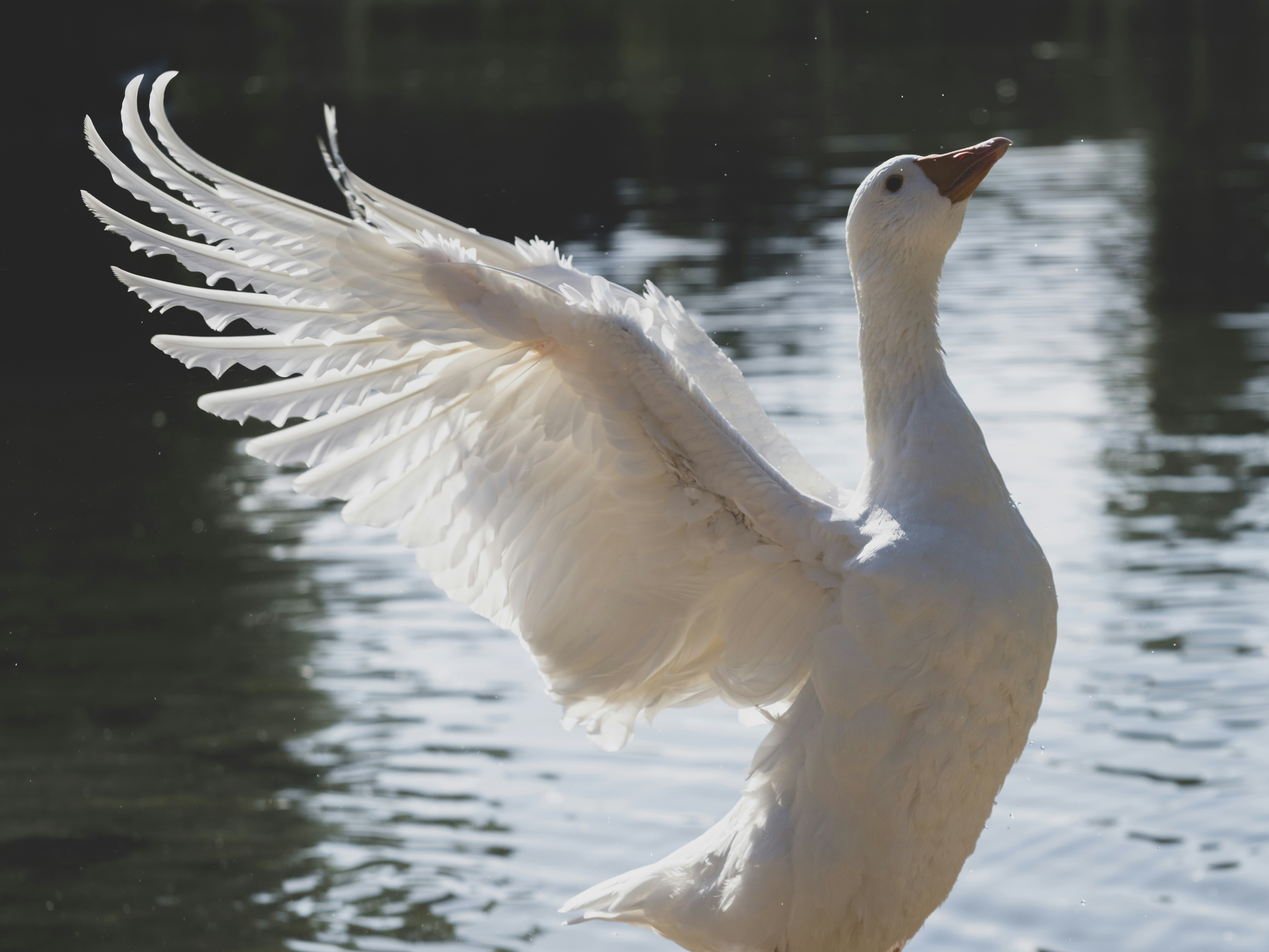 Photo by enginakyurt