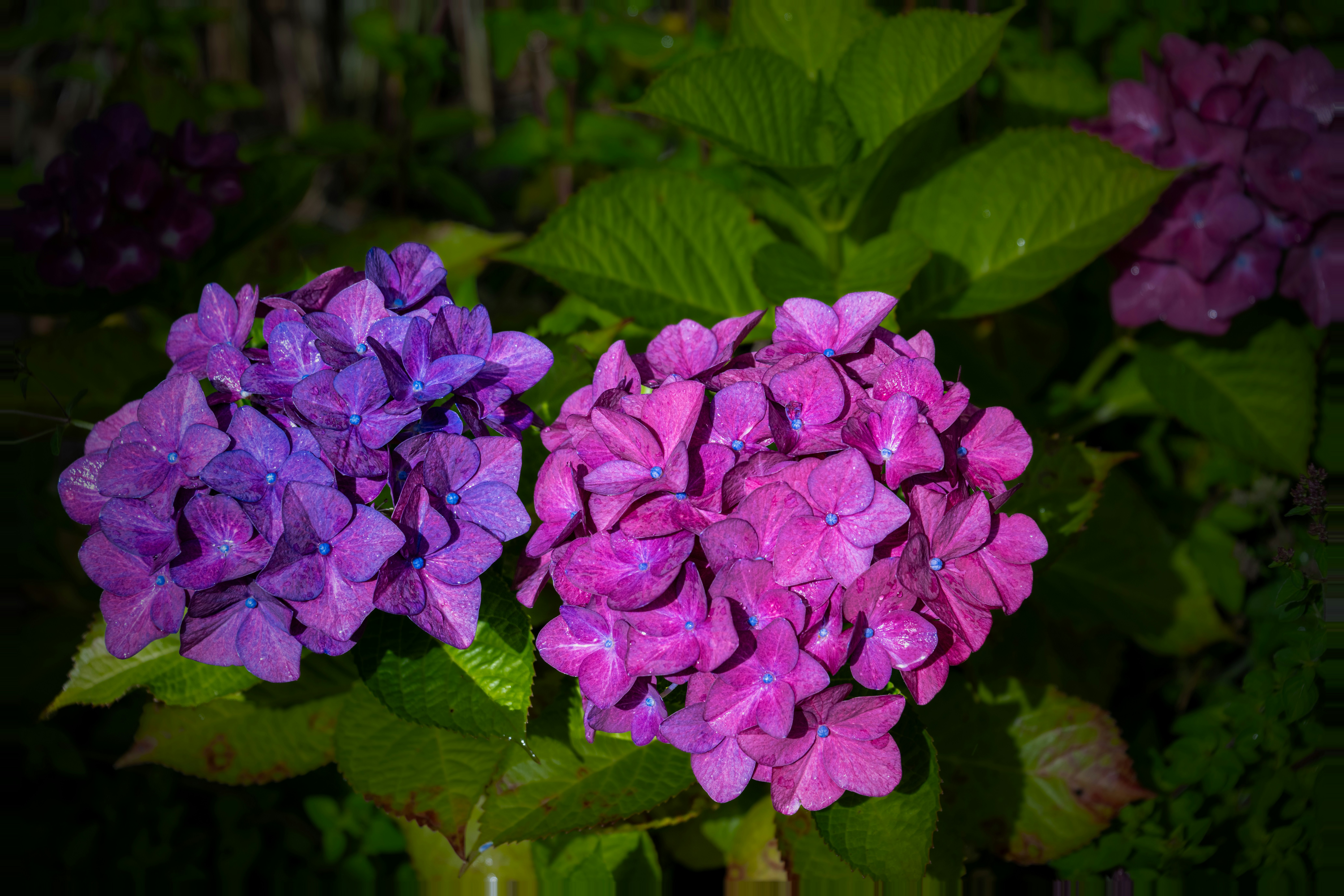 Photo by siegfriedpoepperl