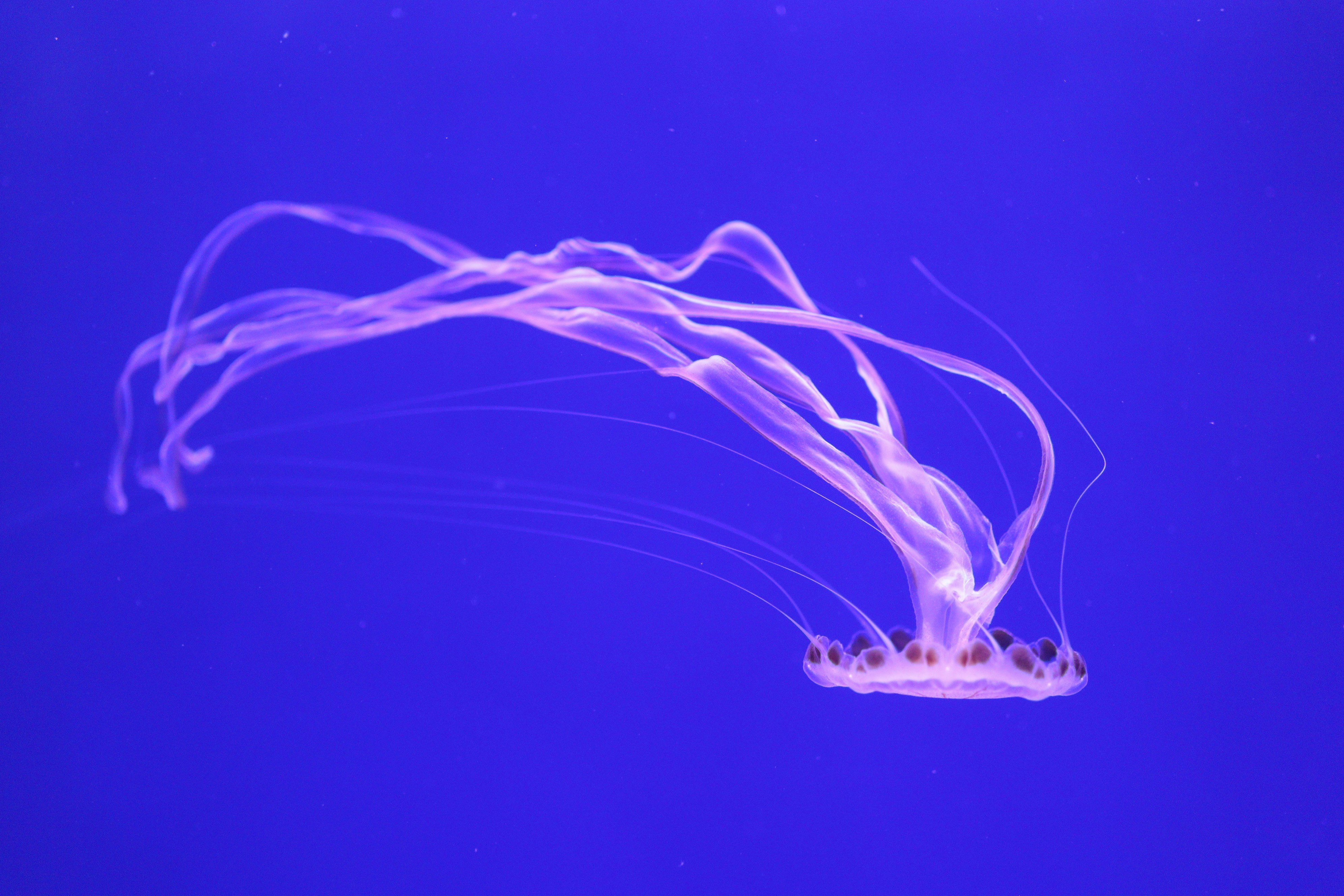 oceanogràfic
