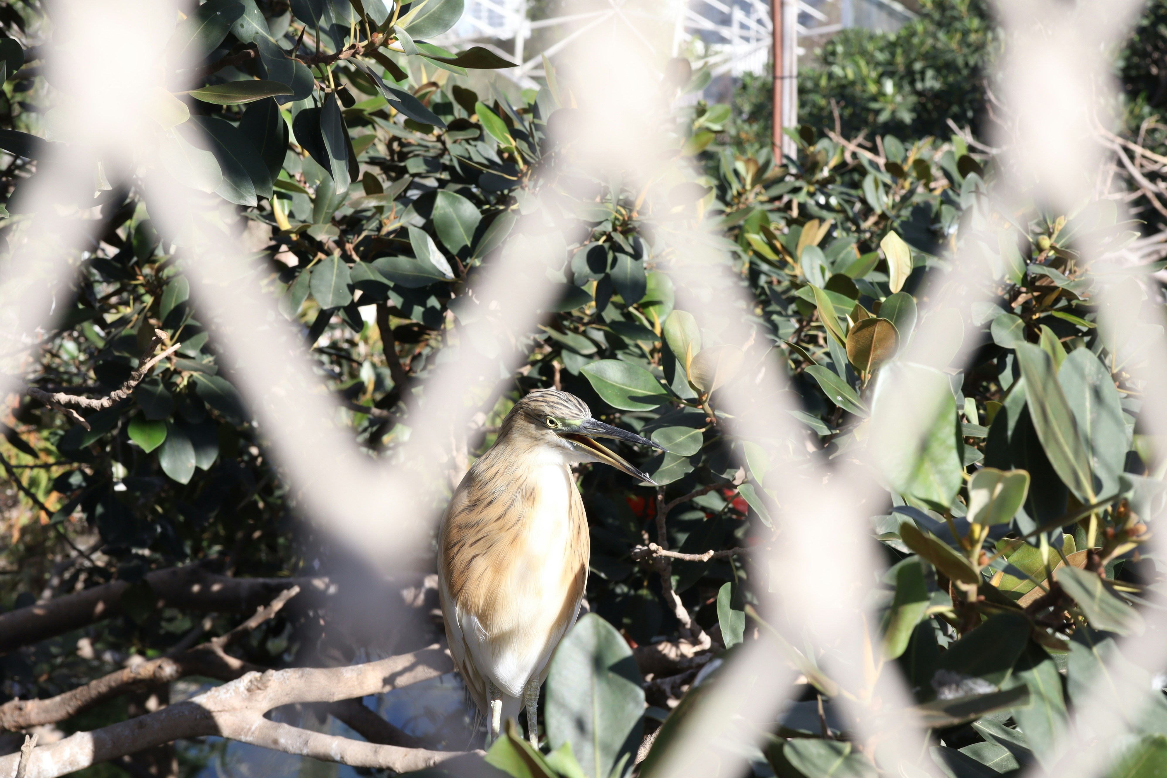 A bird sitting on top of a lush green field