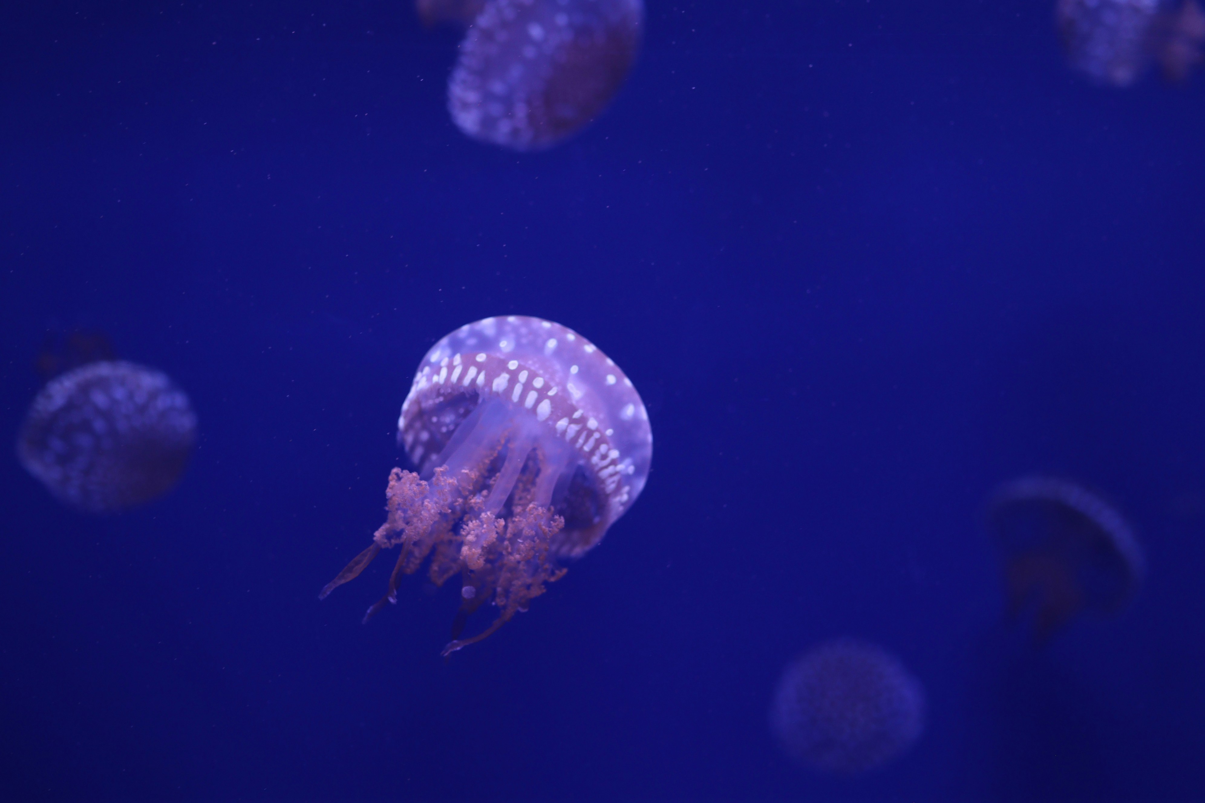 Valencia Oceanografic is Sustainable & Educational