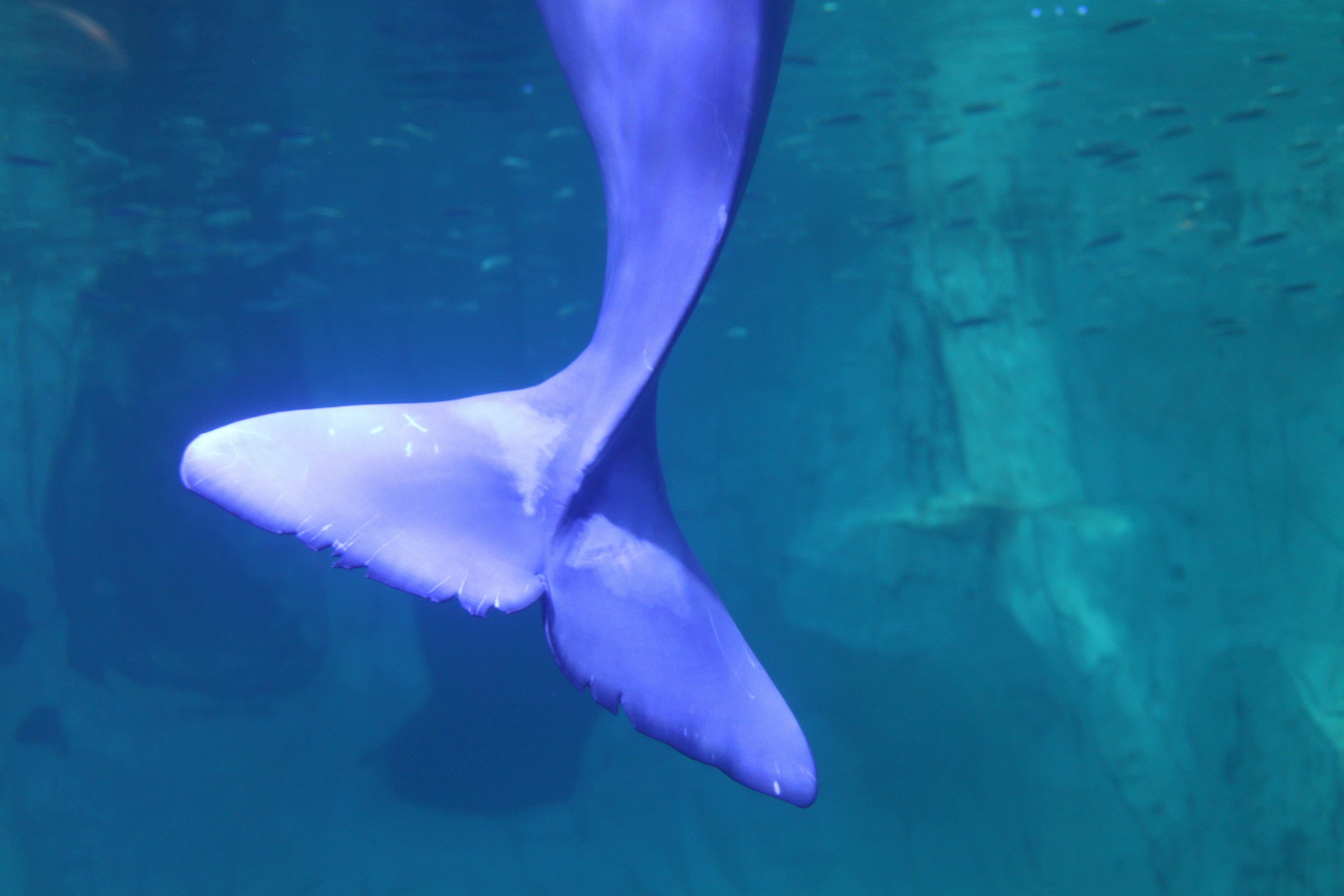 A large blue whale swimming in a body of water