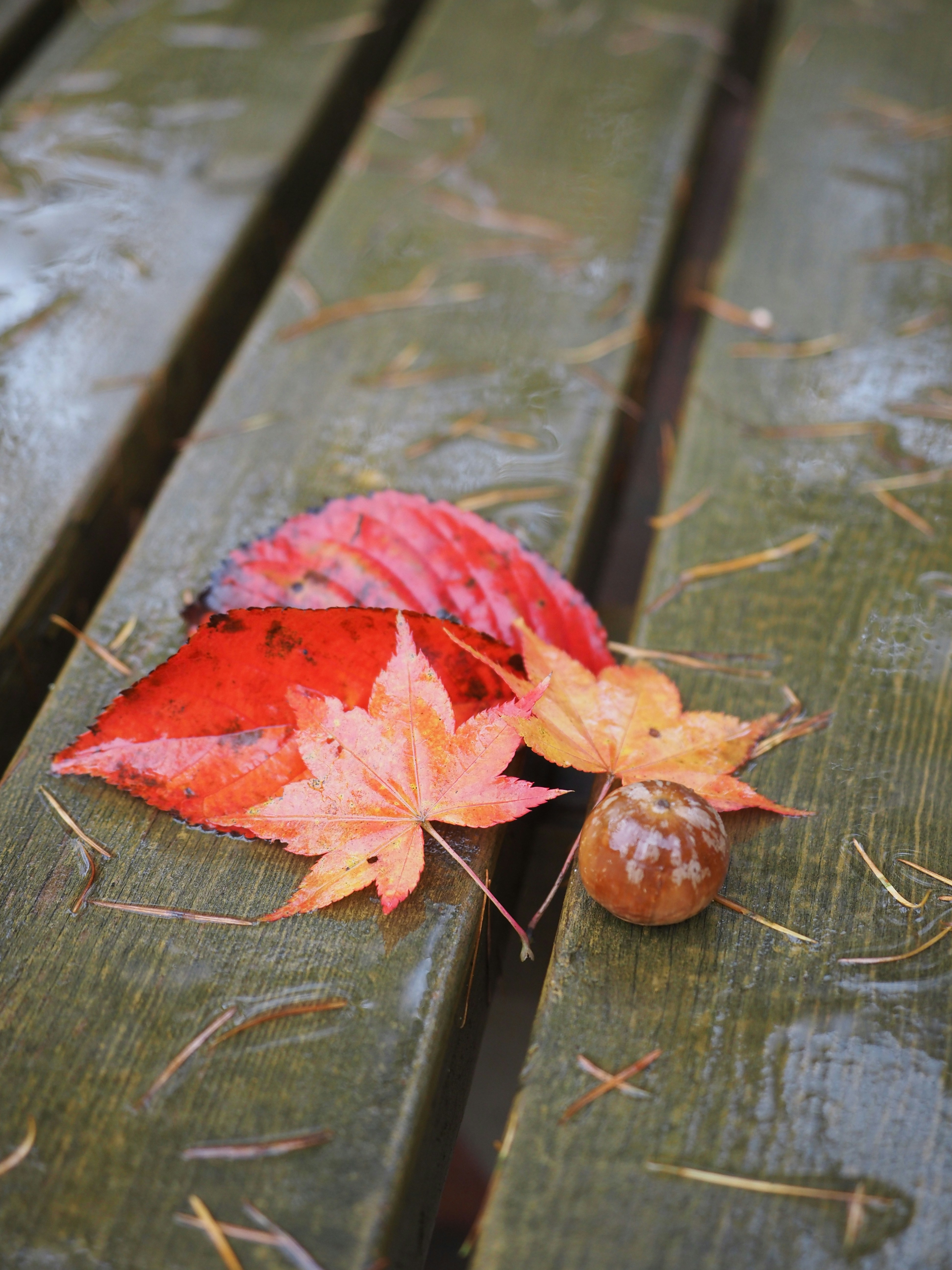 A leaf and acorn on a wooden bench